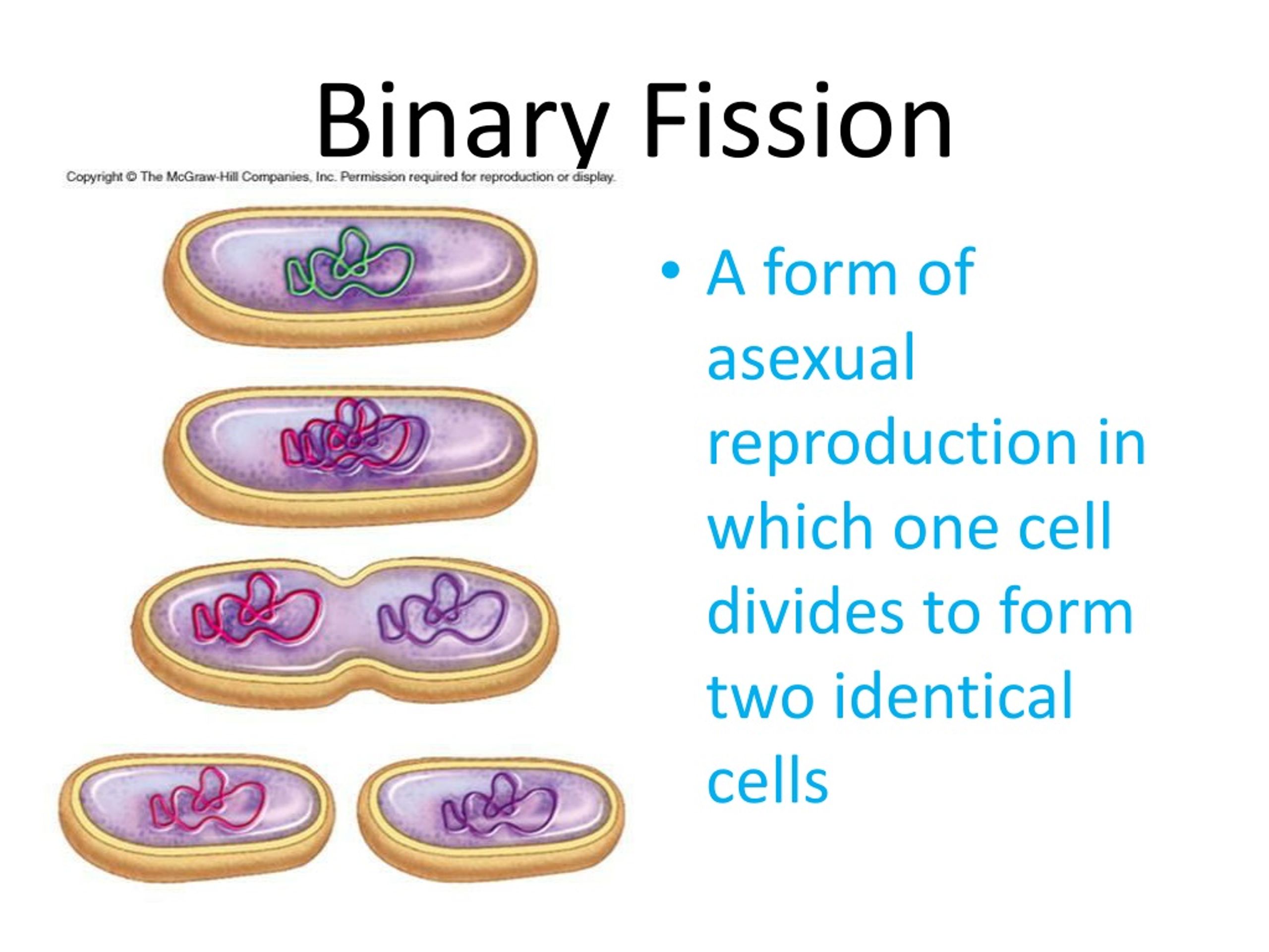 Fission перевод. Binary Fission. Steps of binary Fission. Wade Fission 8. Lining Fission 8.