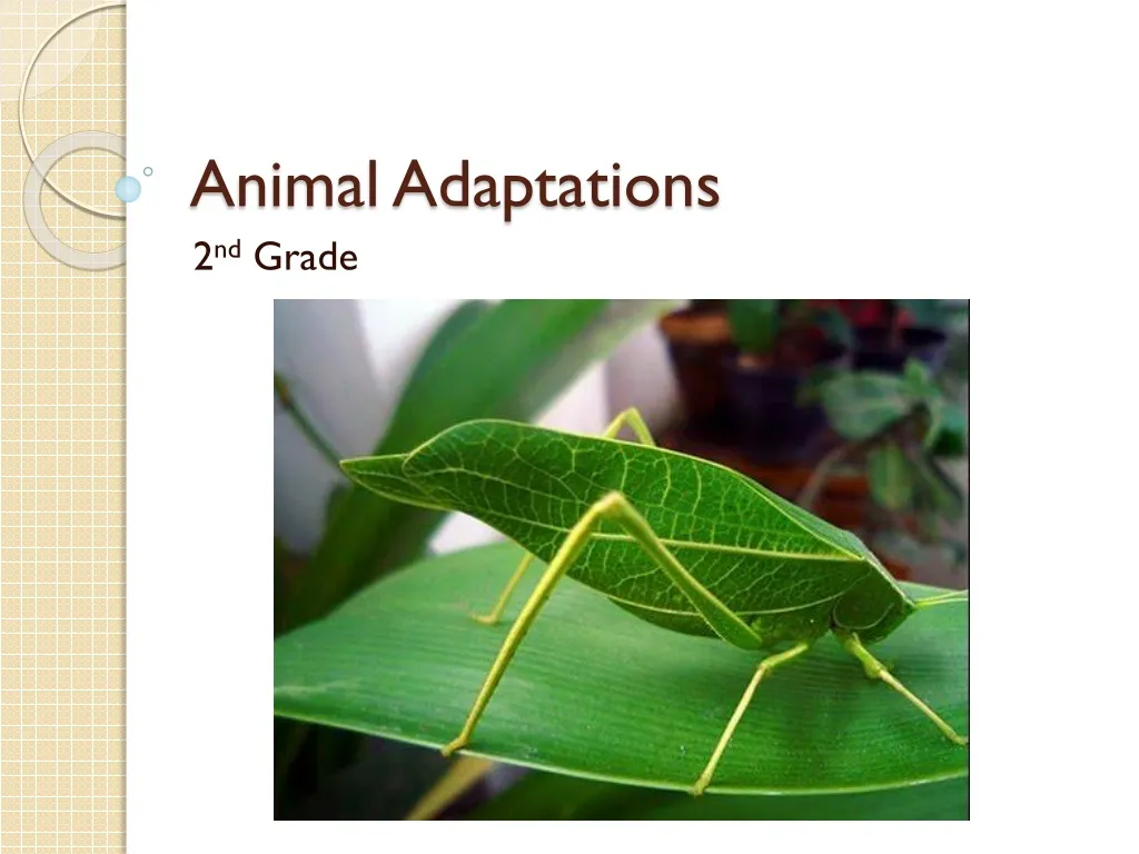 PPT - Animal Adaptations PowerPoint Presentation, free download - ID:1261234