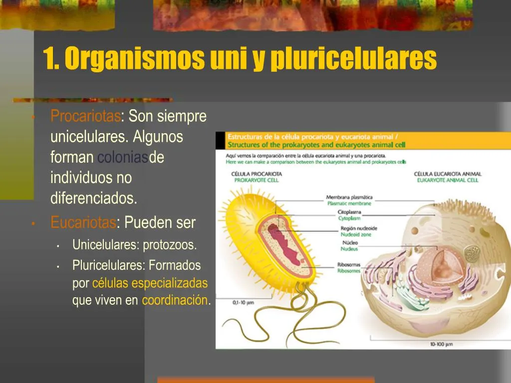 Ppt Tema 9 Organismos Unicelulares Y Pluricelulares Powerpoint