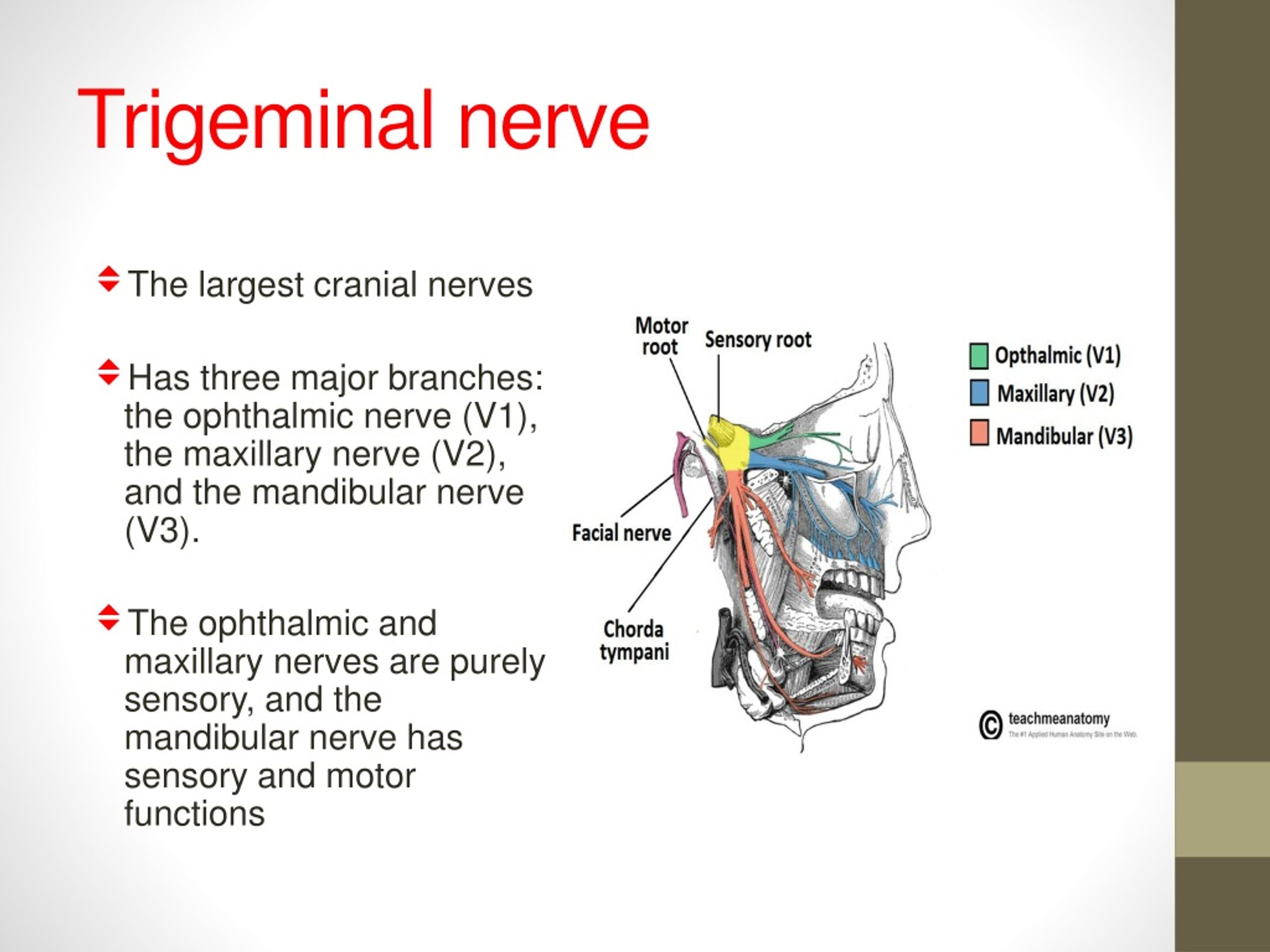 mandibular nerve sensory