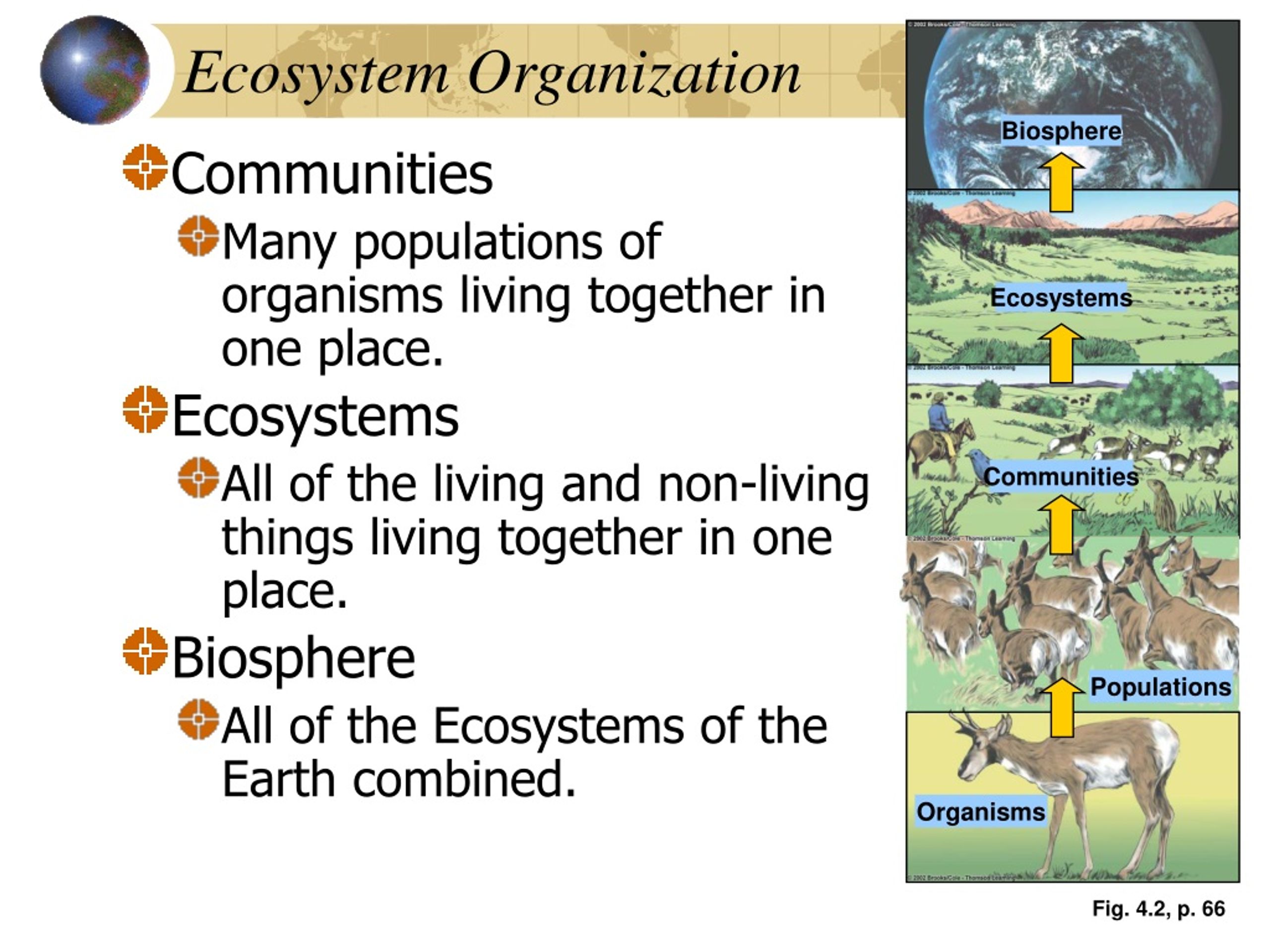 Ppt - Ecosystems: Components, Energy Flow, And Matter Cycling 