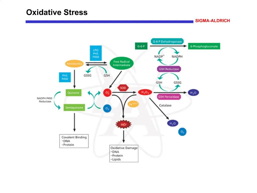 Oxidative Stress PowerPoint Presentation, free download Biology Diagrams