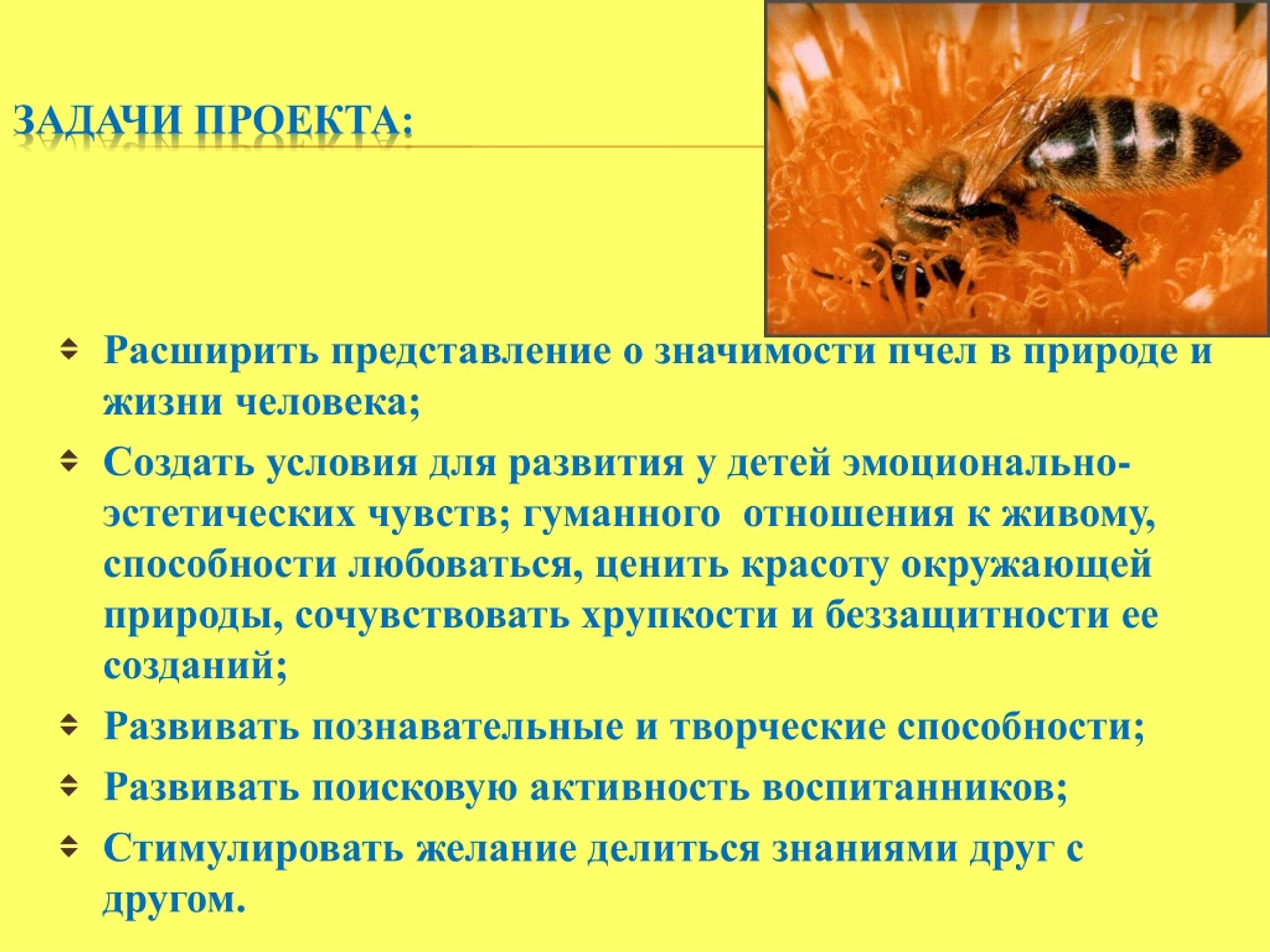 Задачи жизни человека. Роль пчел в природе. Задачи проекта о пчёлах. Значение пчел в жизни человека. Роль пчел в природе и жизни человека.