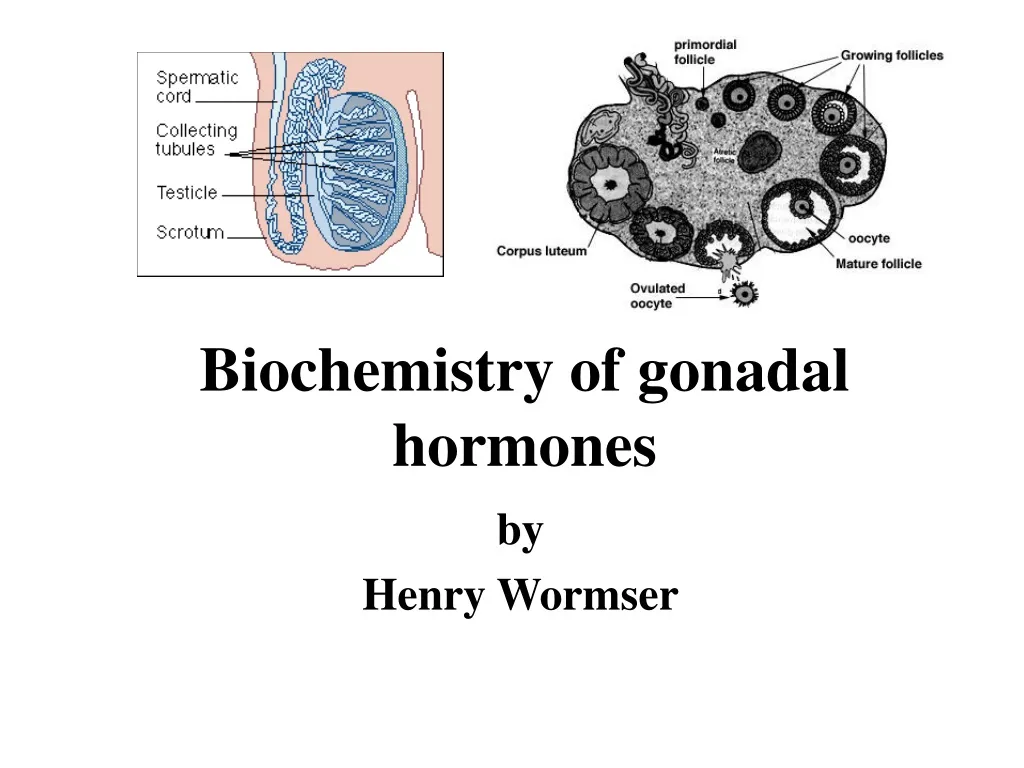 PPT - Biochemistry Of Gonadal Hormones PowerPoint Presentation, Free ...