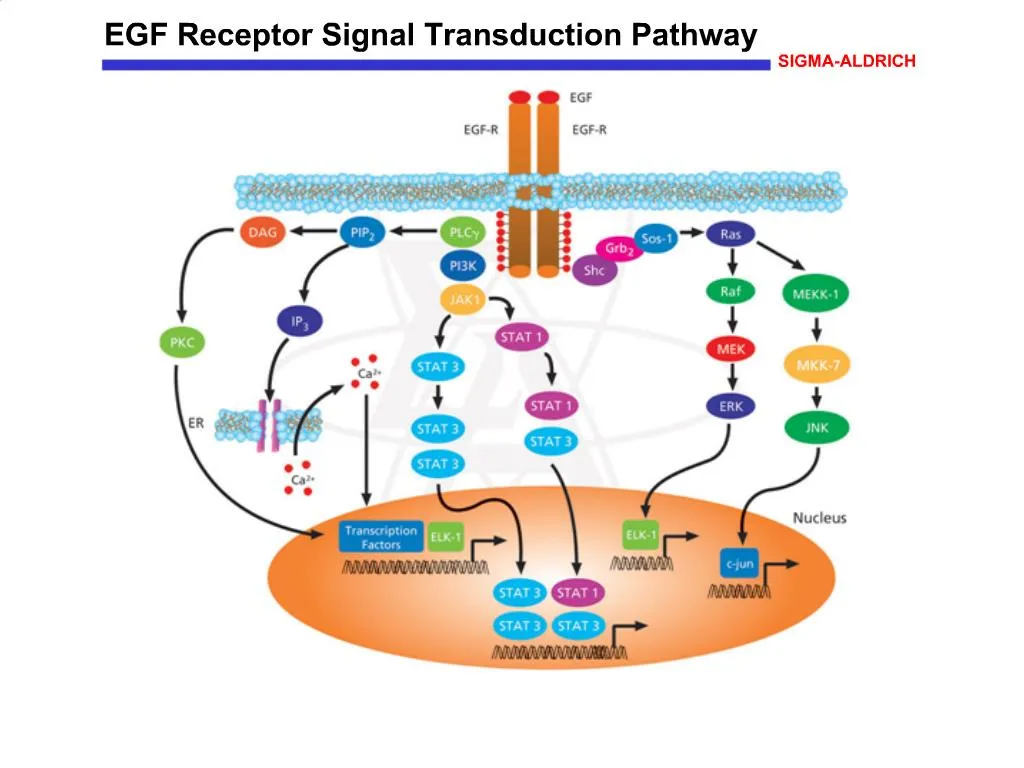 PPT - EGF Receptor Signal Transduction Pathway PowerPoint Presentation ...