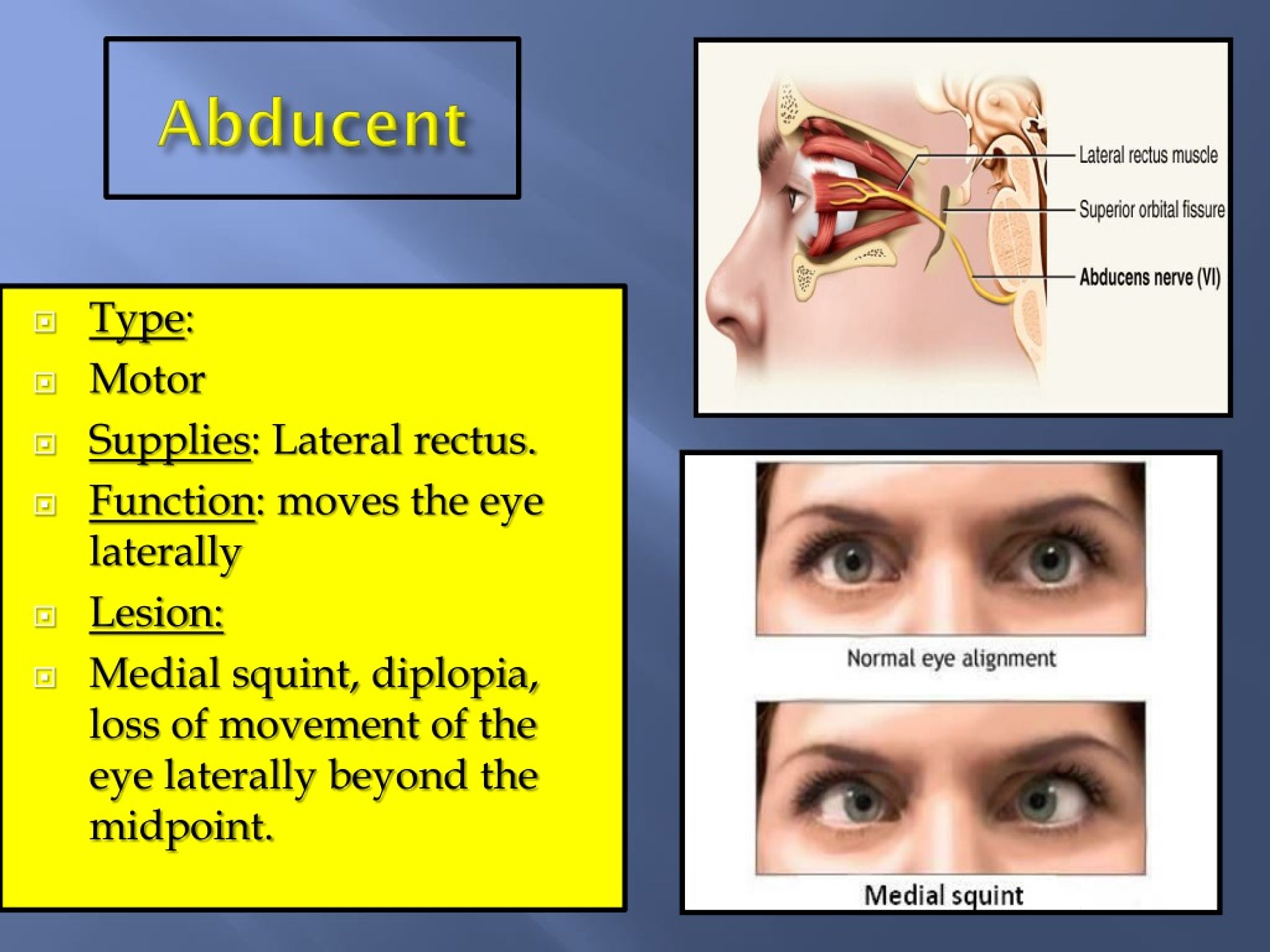 Ppt Cranial Nerves I By Prof Saeed Makarem Powerpoint Presentation Free Download Id1384286 4024