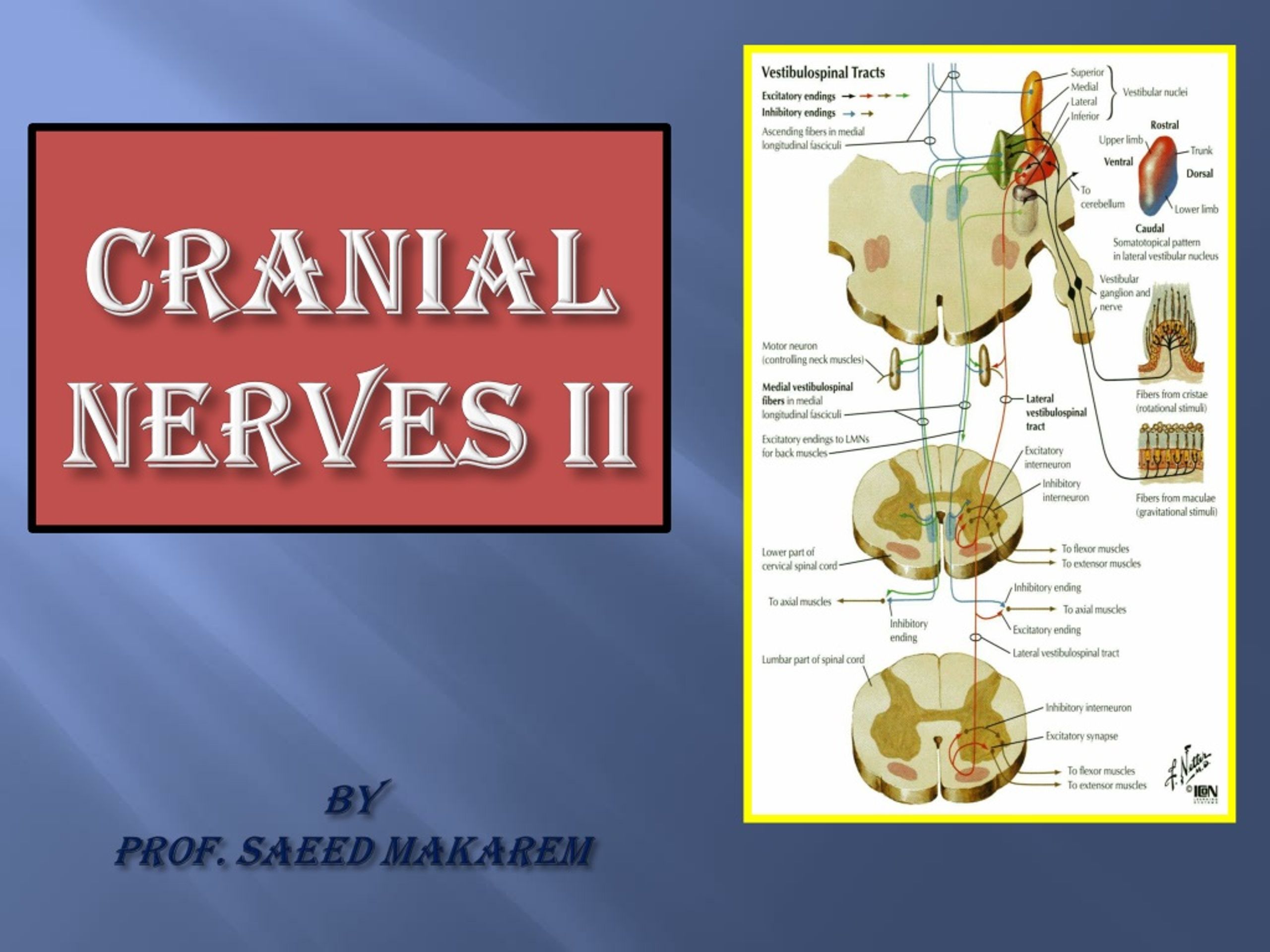 Ppt Cranial Nerves I By Prof Saeed Makarem Powerpoint Presentation Free Download Id1384286 1964