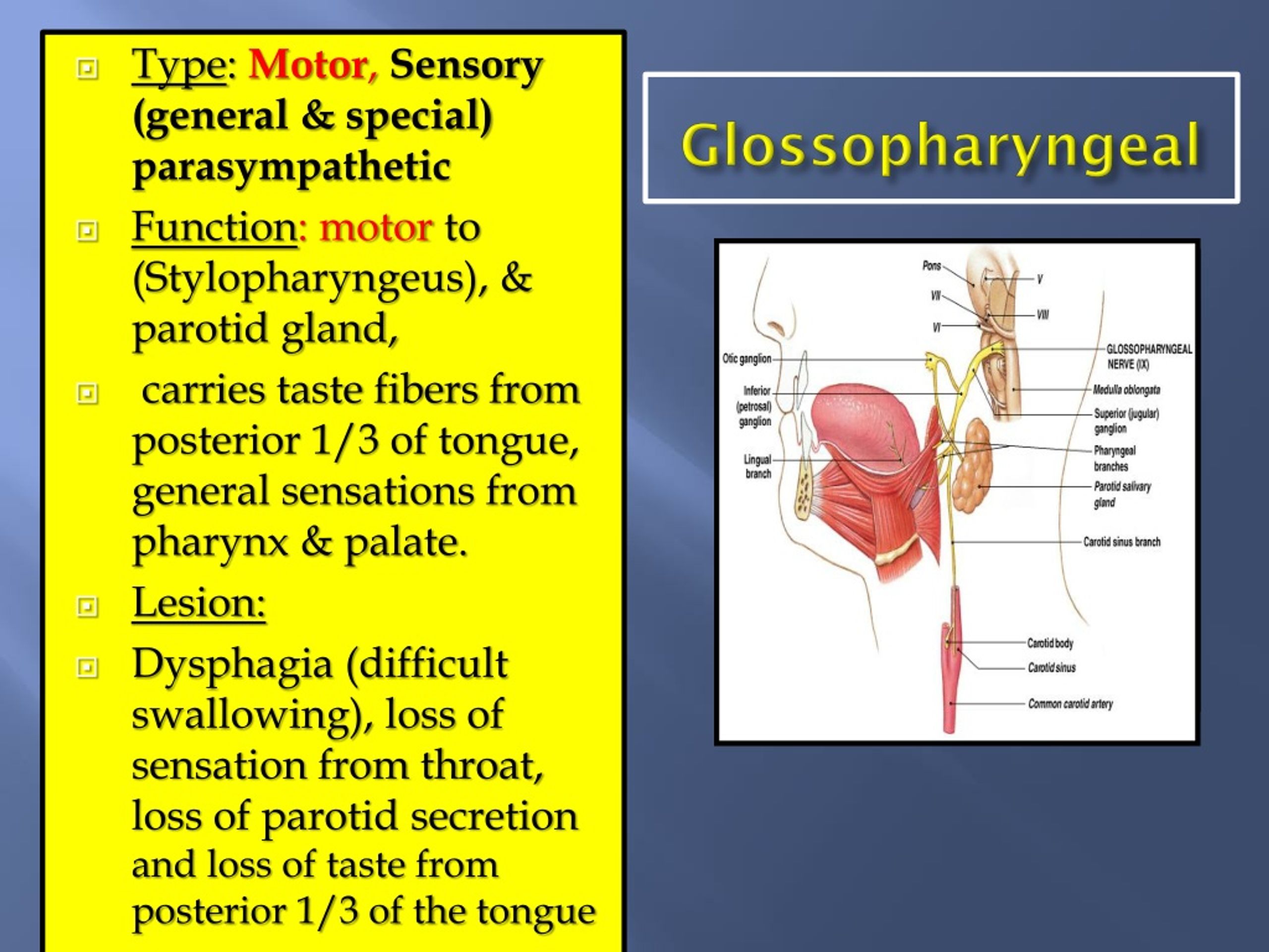 Ppt Cranial Nerves I By Prof Saeed Makarem Powerpoint Presentation Free Download Id1384286 6820