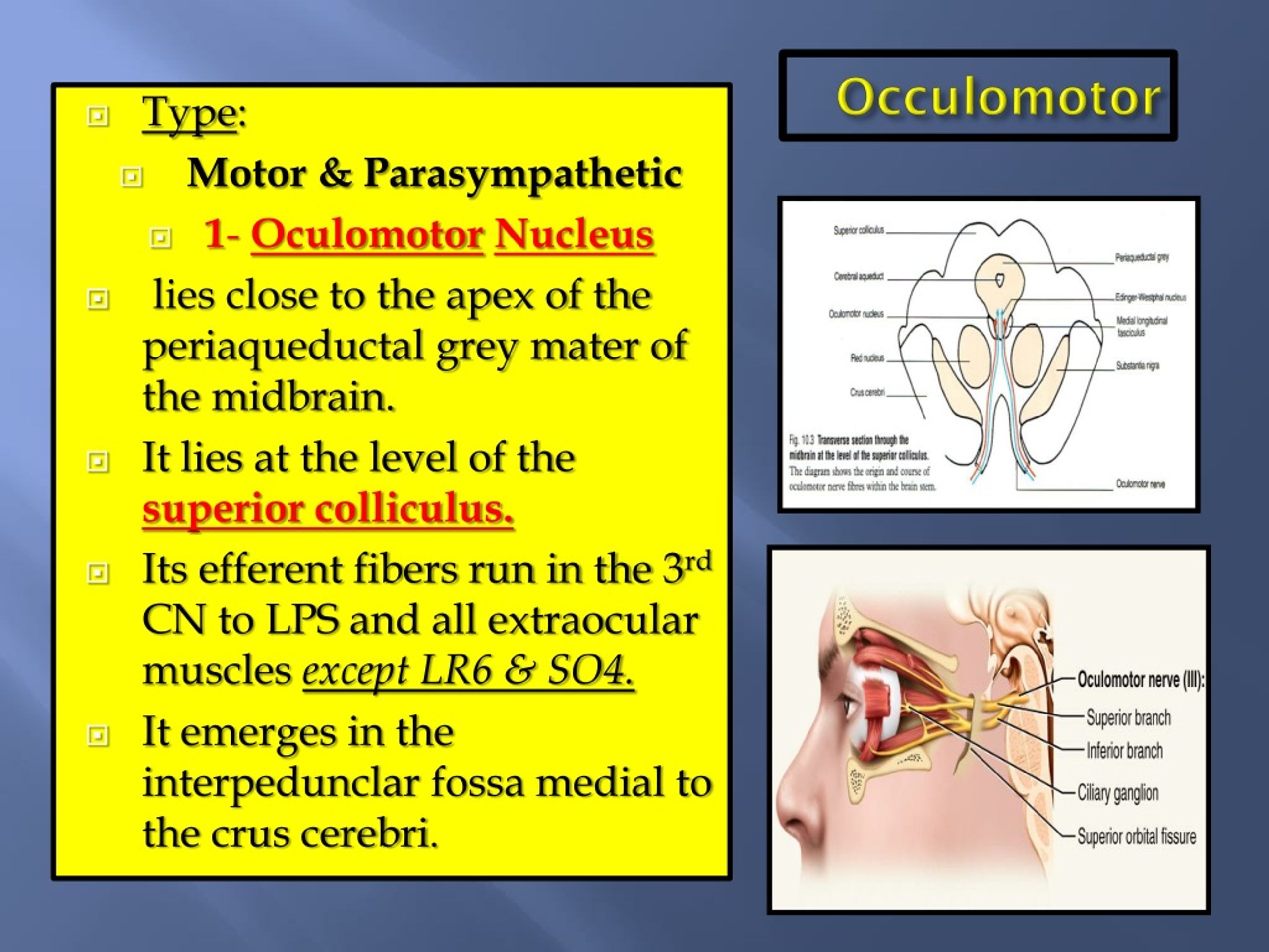 Ppt Cranial Nerves I By Prof Saeed Makarem Powerpoint Presentation Free Download Id1384286 3767