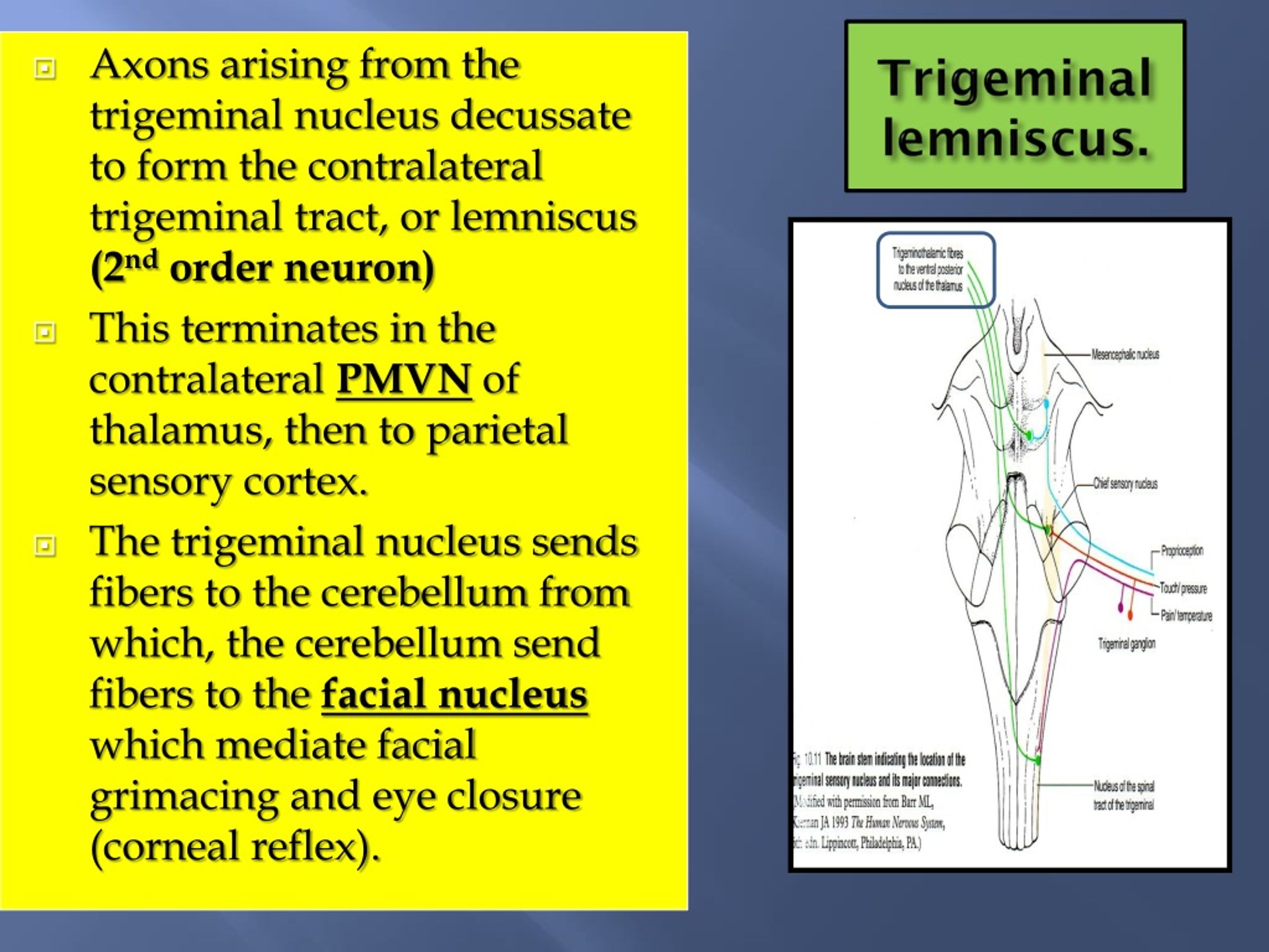 Ppt Cranial Nerves I By Prof Saeed Makarem Powerpoint Presentation Free Download Id1384286 8907