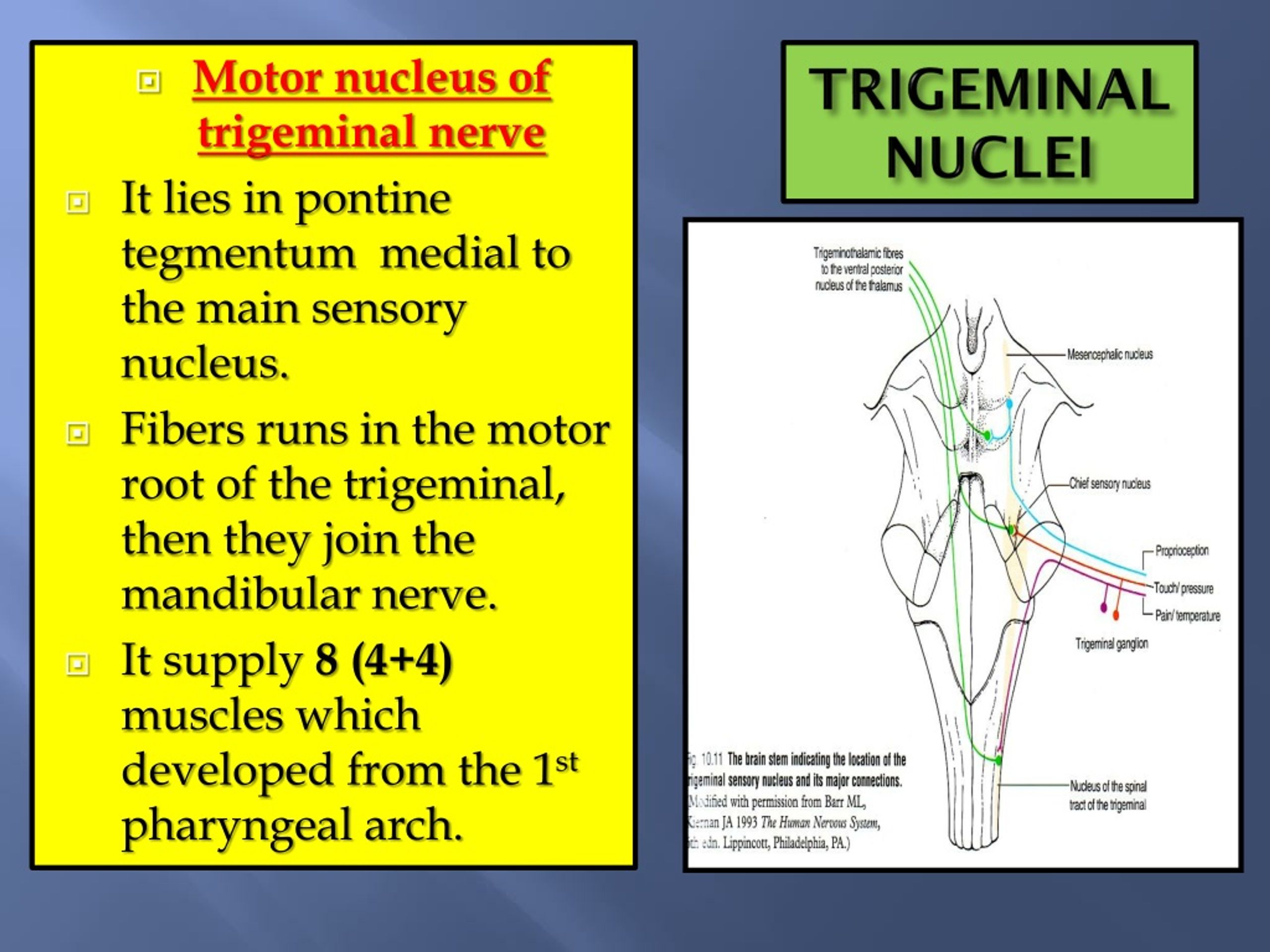 Ppt Cranial Nerves I By Prof Saeed Makarem Powerpoint Presentation Free Download Id1384286 2415