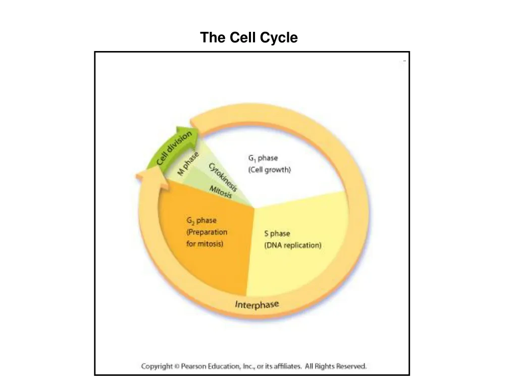 the cell cycle n.