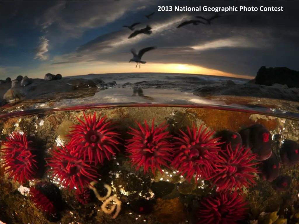 PPT - 2013 National Geographic Photo Contest PowerPoint Presentation ...