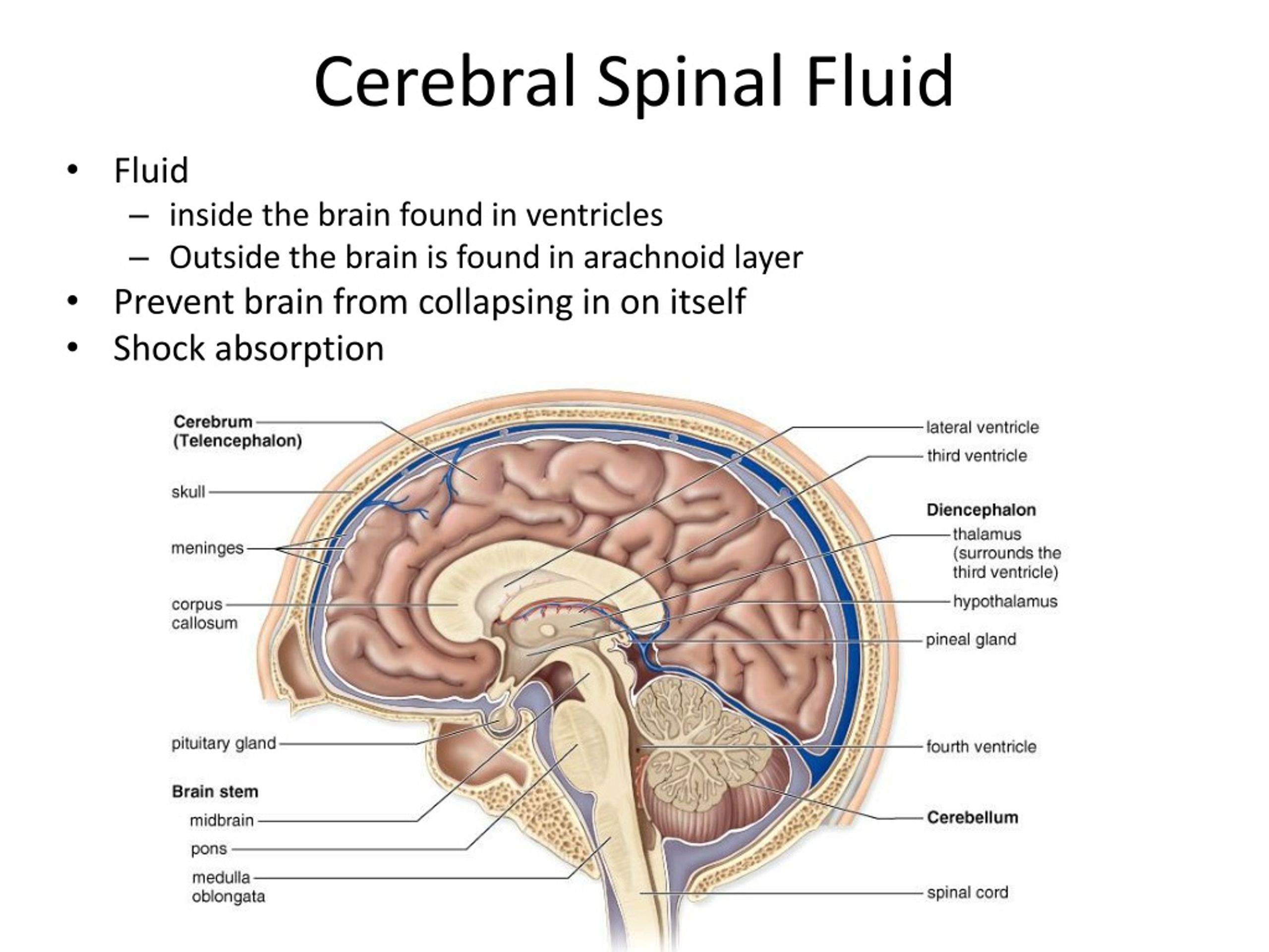 Spinal brain. Cerebral Spinal Fluid. Telencephalon анатомия. Cerebral ventricle.