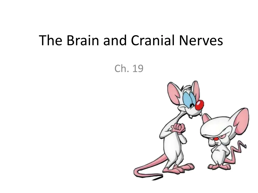 the brain and cranial nerves n.