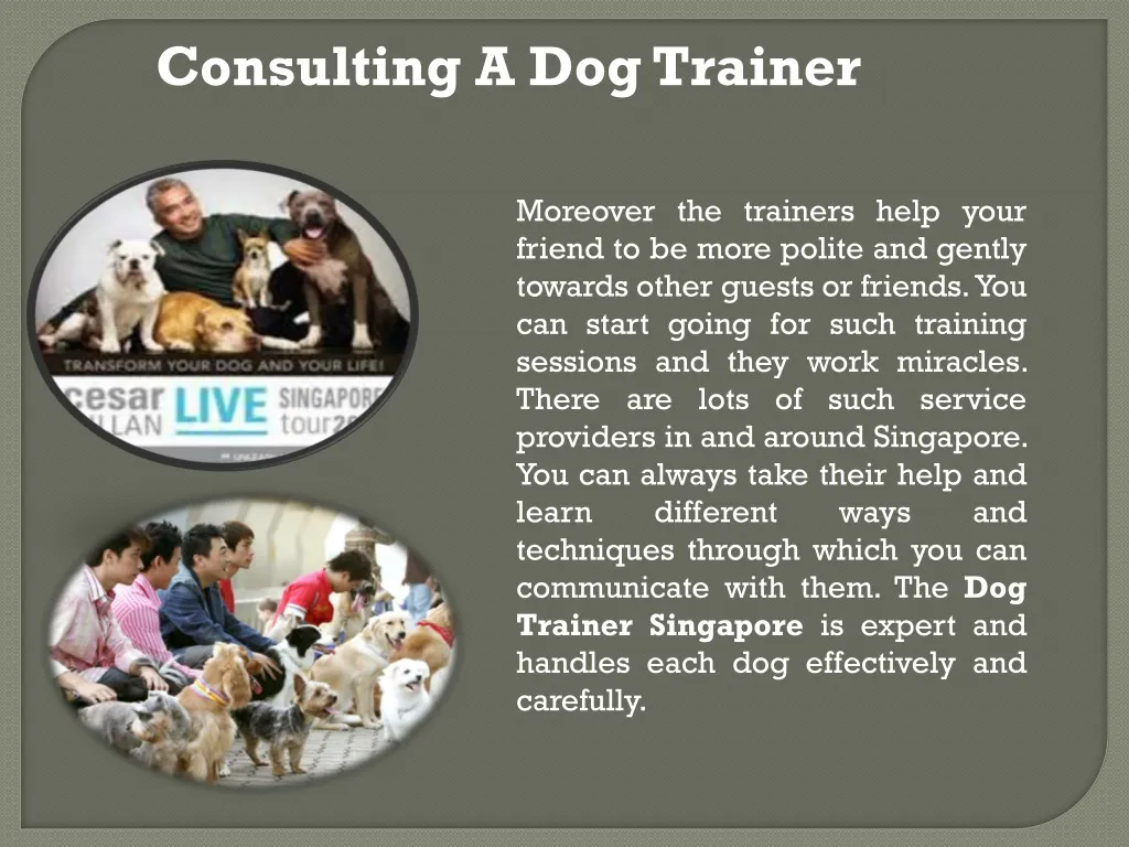 PPT Consulting A best Dog Trainer PowerPoint Presentation, free download ID1399689