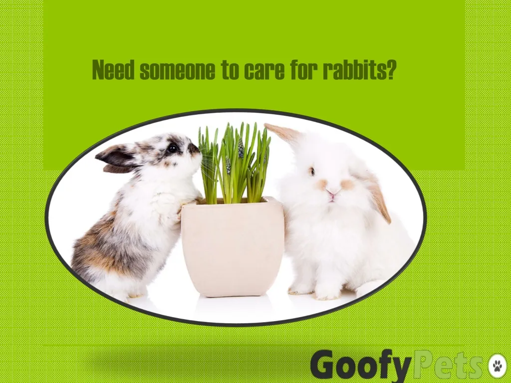need someone to care for rabbits n.