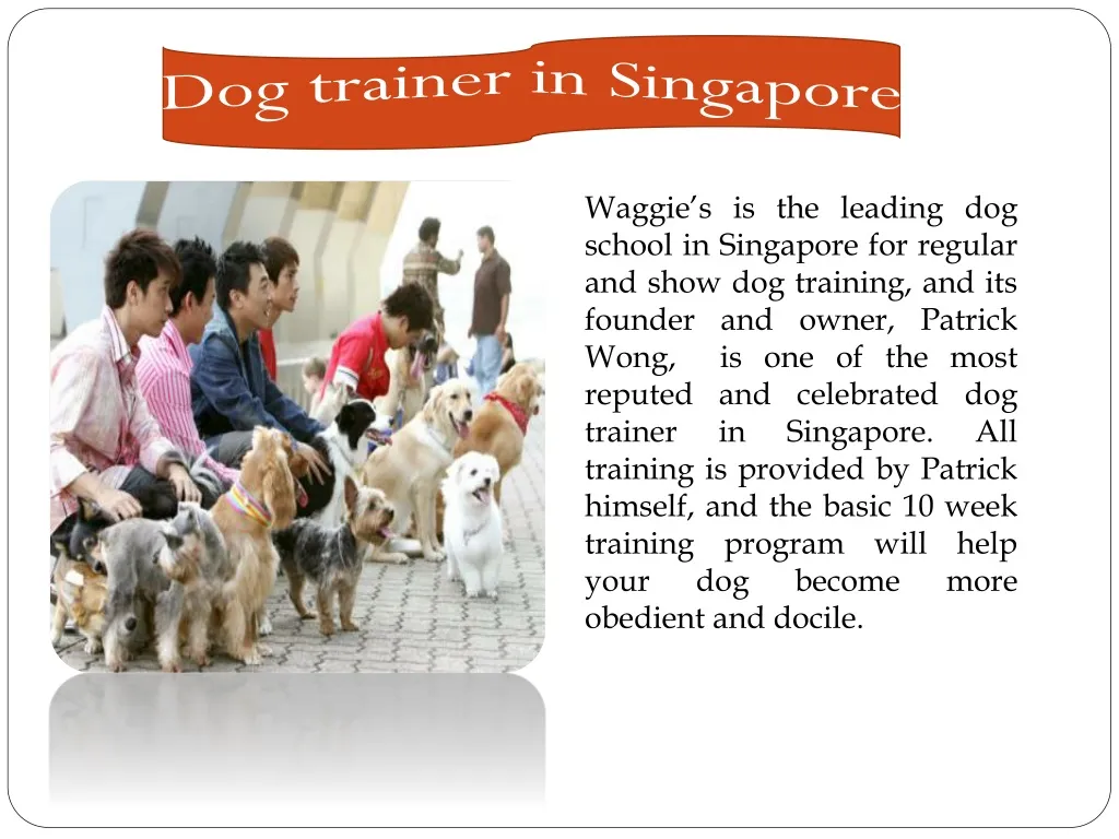 dog trainer in singapore n.