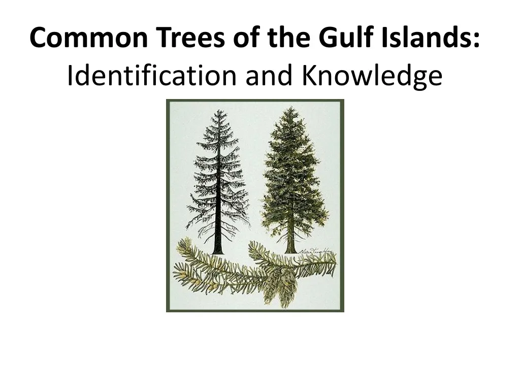 common trees of the gulf islands identification n.