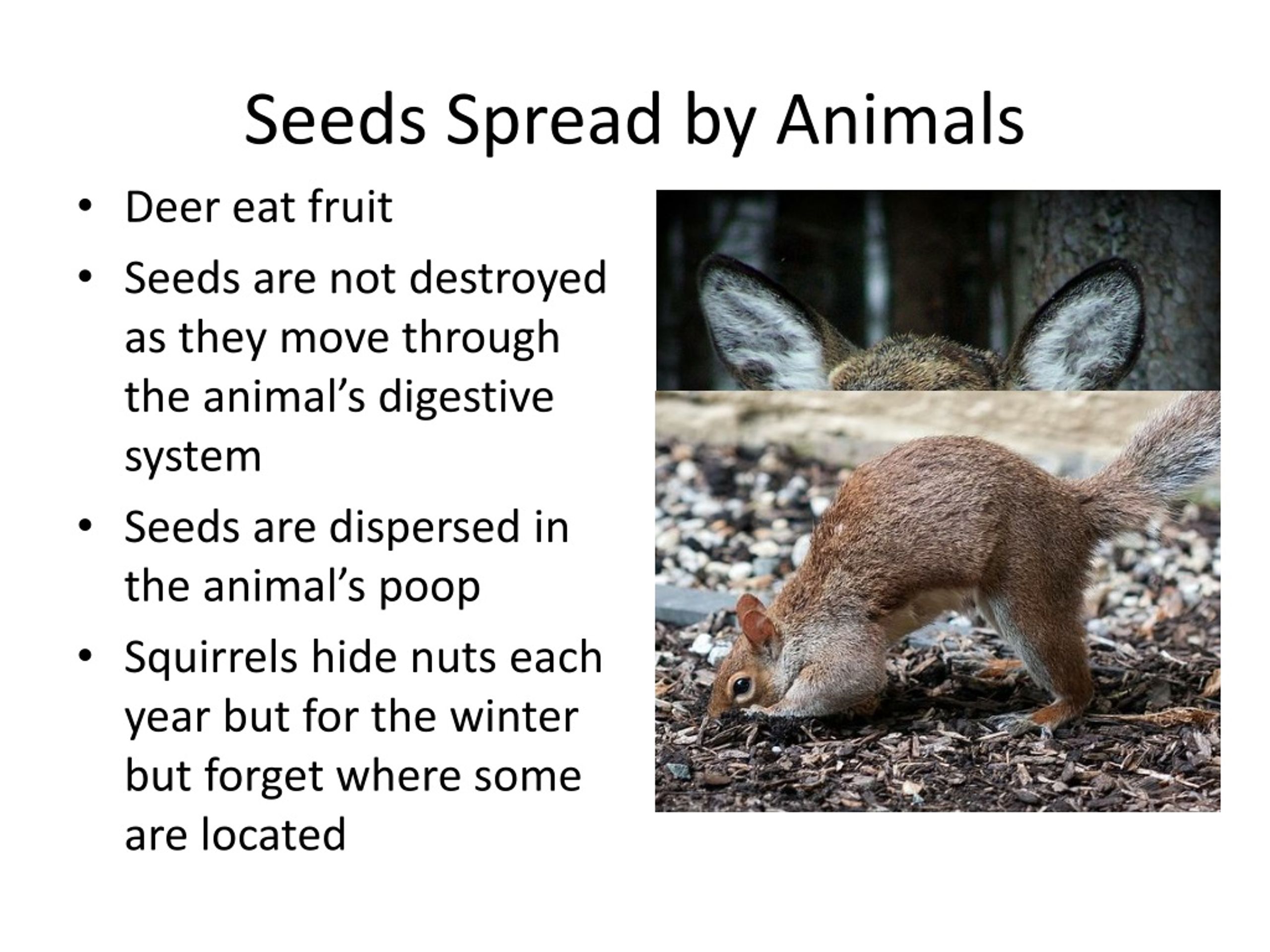 PPT - Seed Dispersal PowerPoint Presentation, free download - ID:142190
