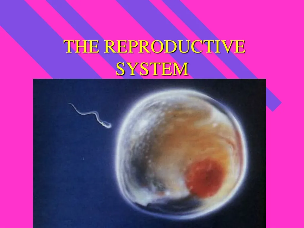 the reproductive system n.