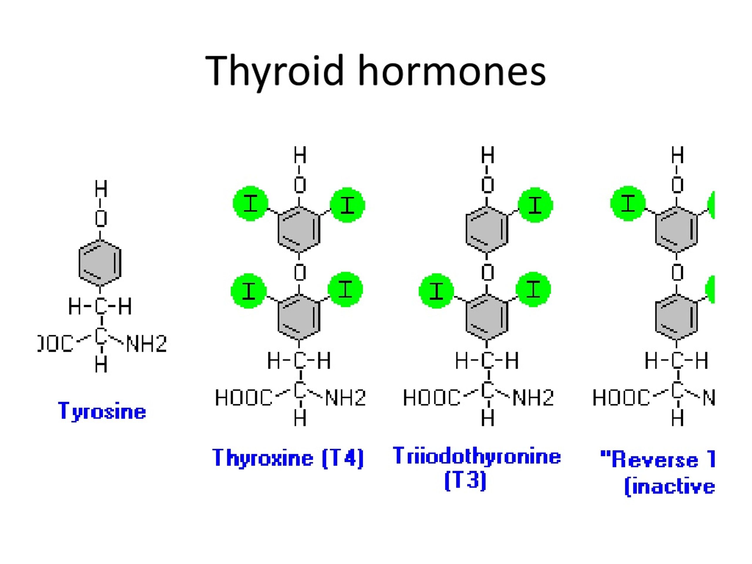 T 3 page. T3 t4 гормоны. Т3 и т4 гормоны. Формула тироксина и трийодтиронина. Структура тироксина и трийодтиронина.