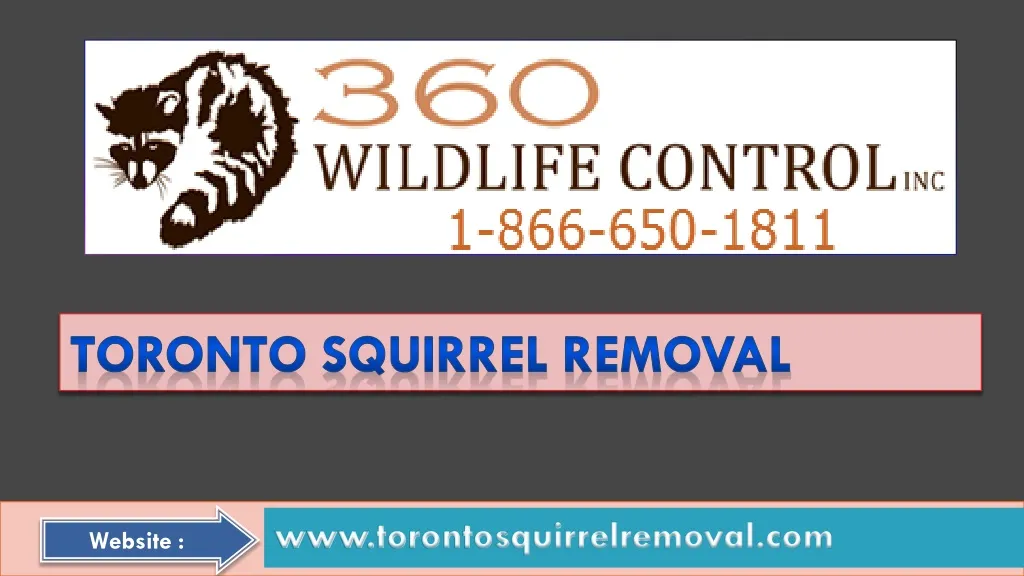 toronto squirrel removal n.