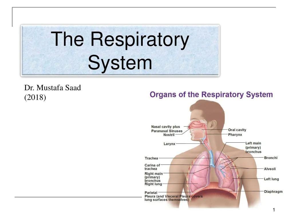 the respiratory system n.