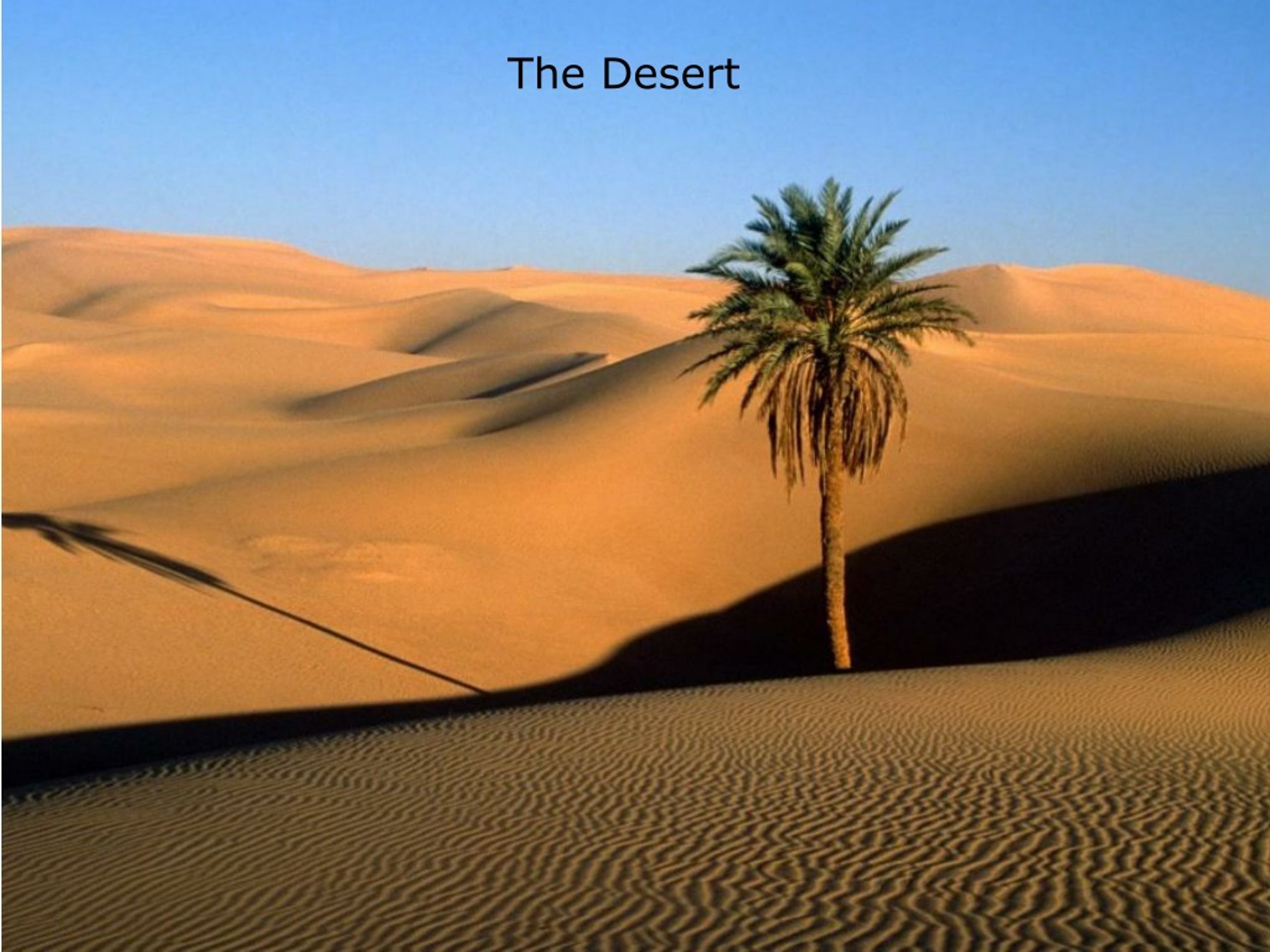 presentation about desert