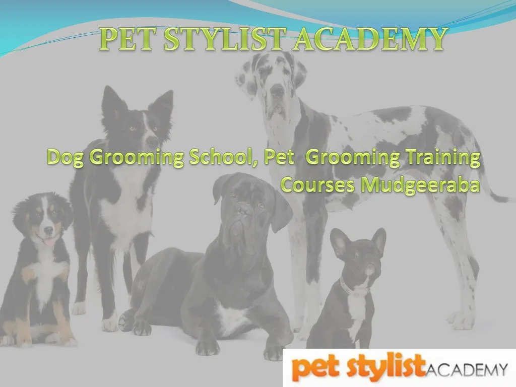 dog grooming school pet grooming training courses mudgeeraba n.