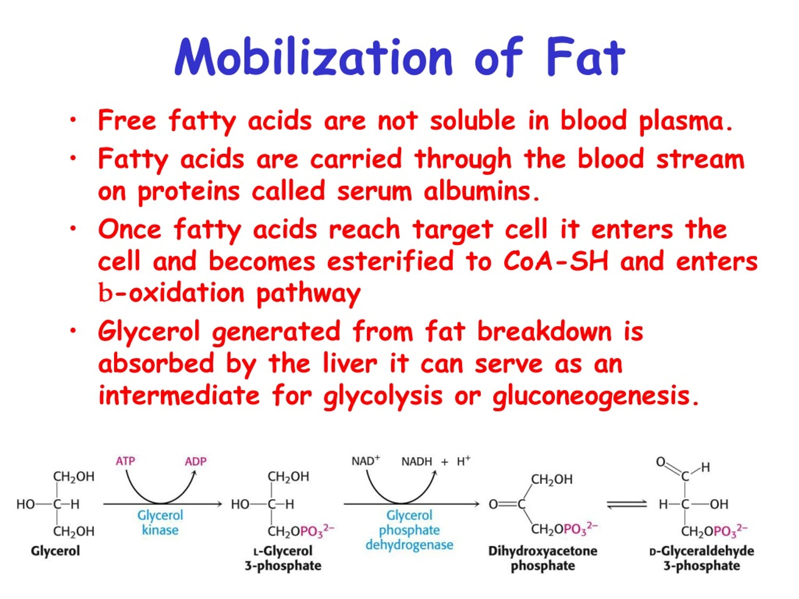 PPT - Lipid Absorption and Mobilization PowerPoint Presentation, free ...