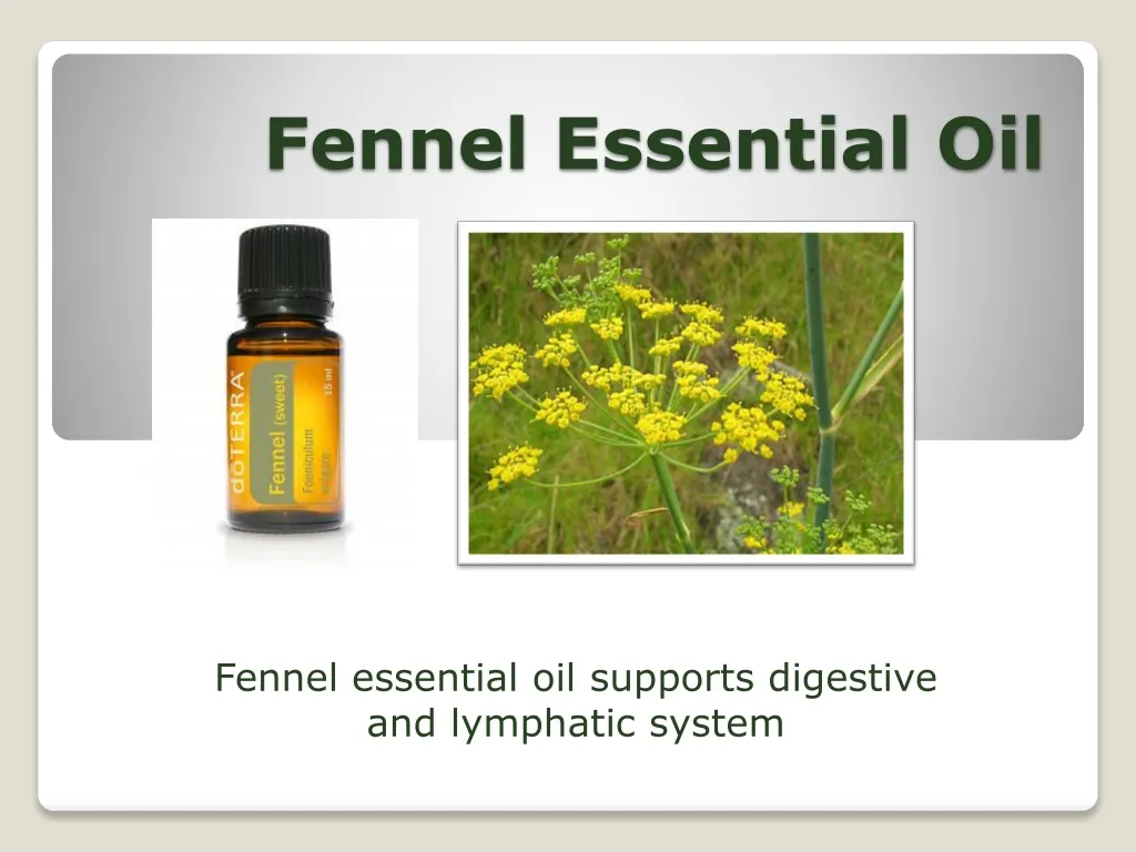fennel essential oil n.