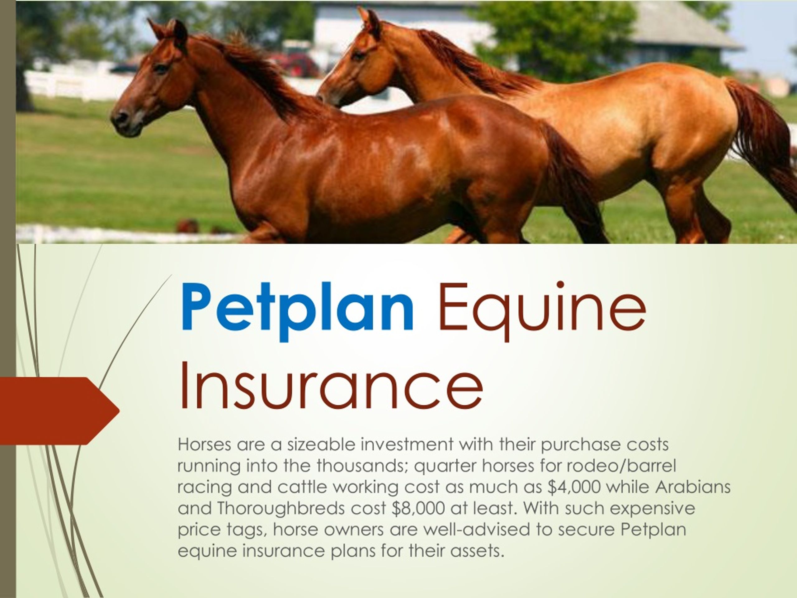 PPT - Petplan Equine Insurance PowerPoint Presentation, free download