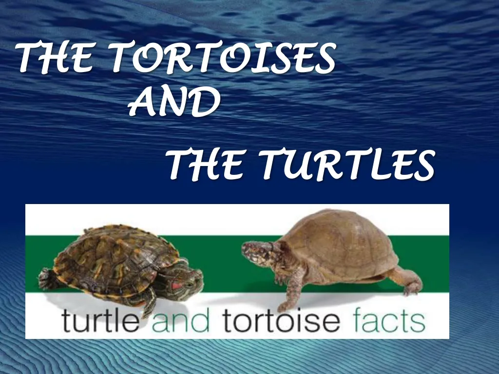 PPT - The Turtles PowerPoint Presentation, free download - ID:1493050