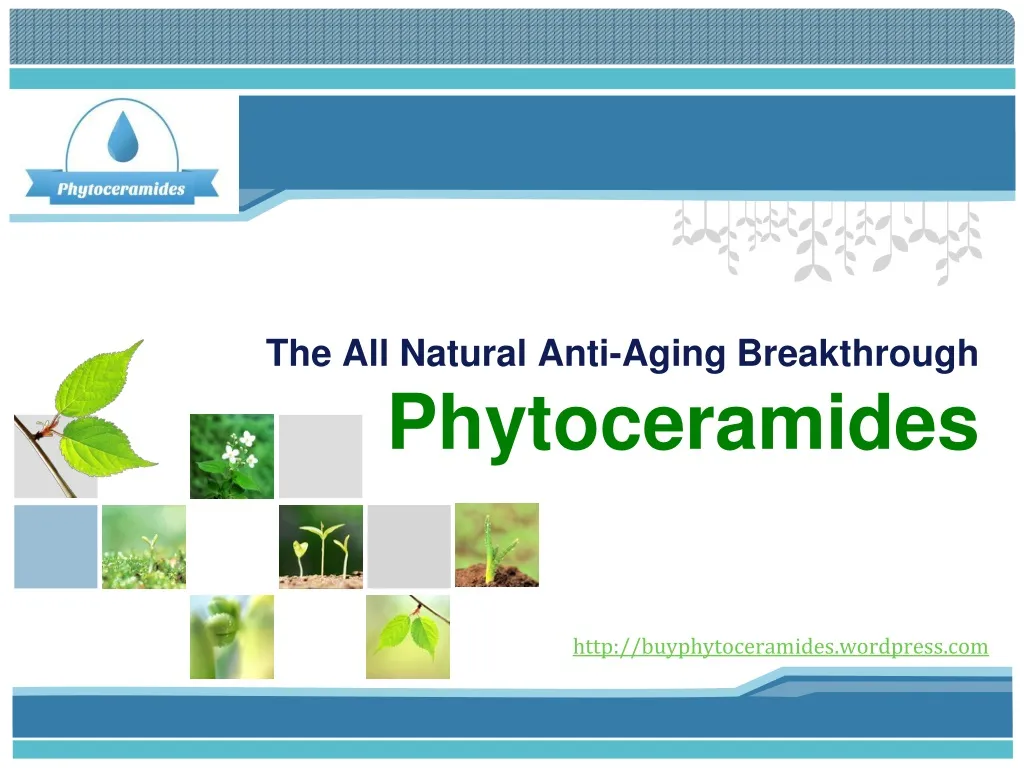 the all natural anti aging breakthrough phytoceramides n.