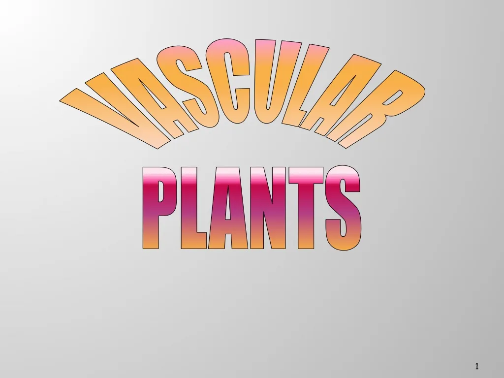vascular plants n.