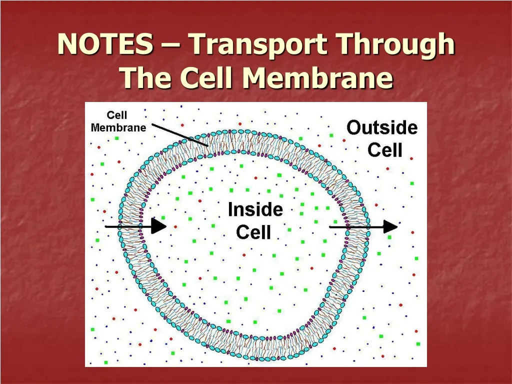 notes transport through the cell membrane n.