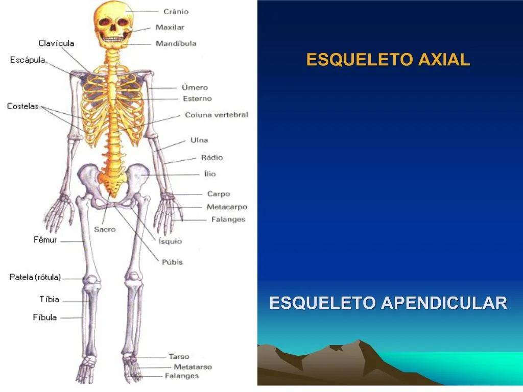PPT ESQUELETO AXIAL ESQUELETO APENDICULAR PowerPoint Presentation PPT ESQUELETO AXIAL ESQUELETO APENDICULAR PowerPoint Presentation