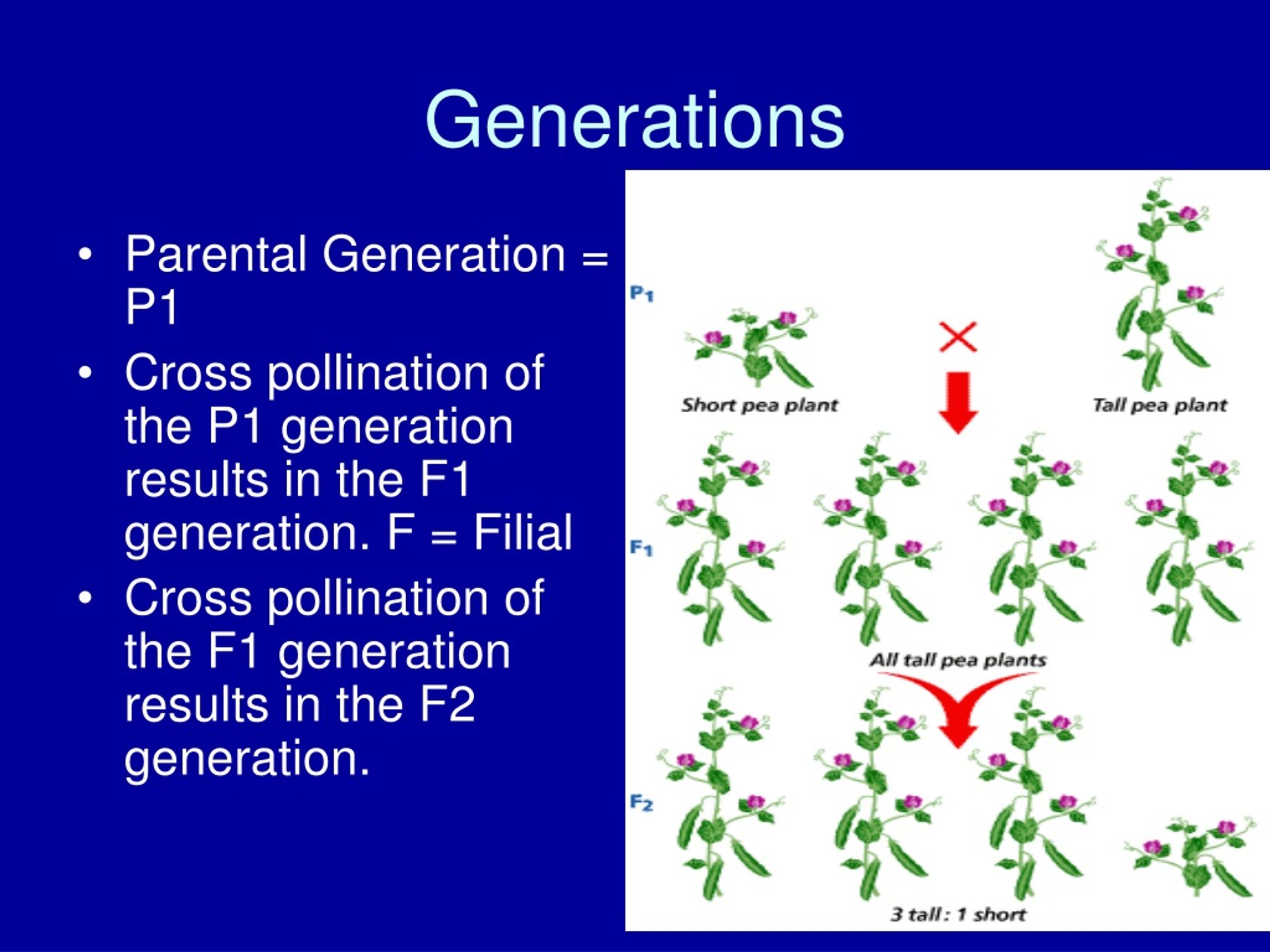 PPT - Fundamentals of Genetics PowerPoint Presentation, free download ...