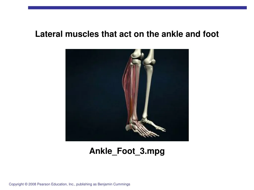 lateral muscles that act on the ankle and foot n.