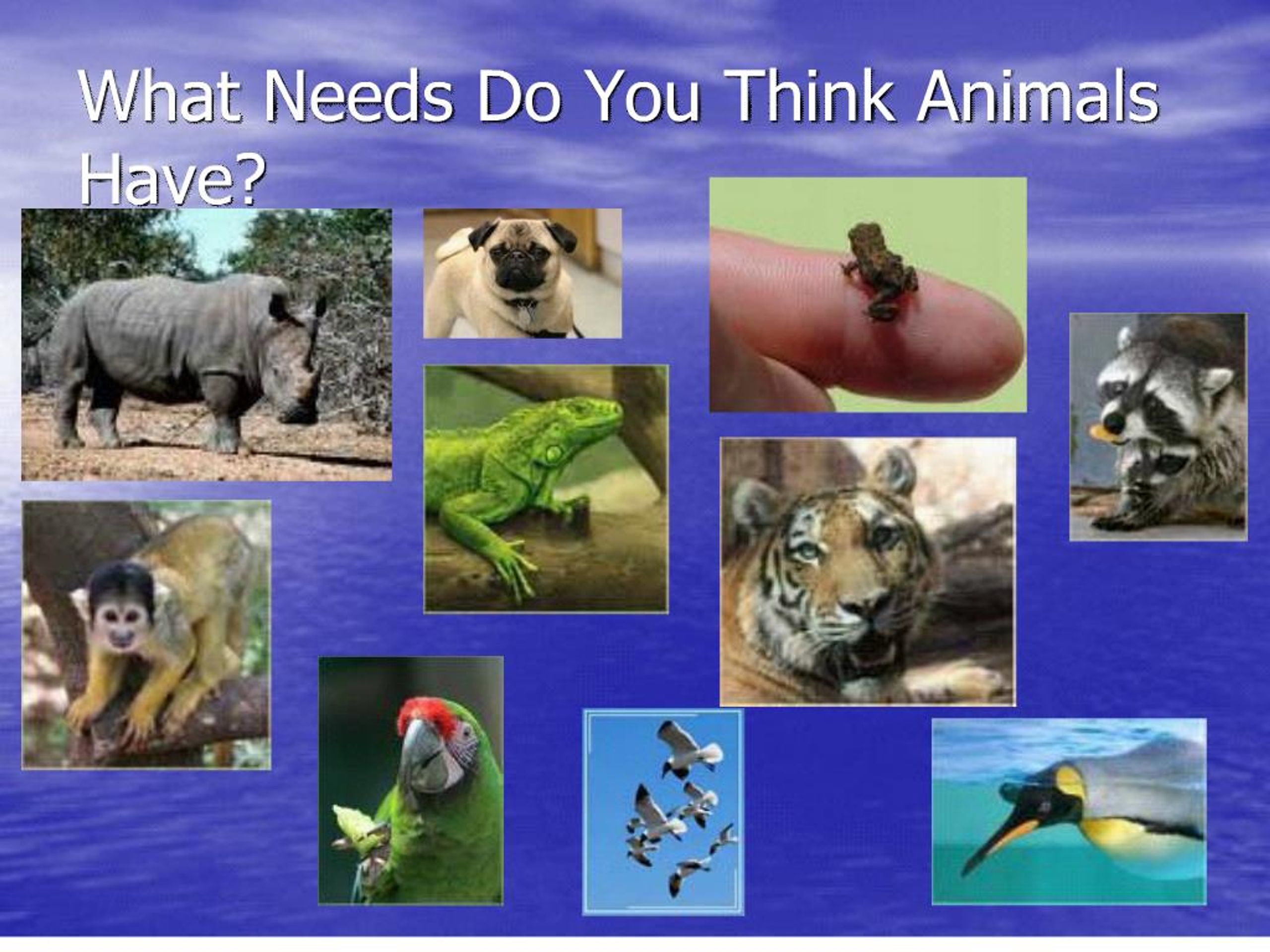 PPT - animals and their needs PowerPoint Presentation, free download -  ID:153370