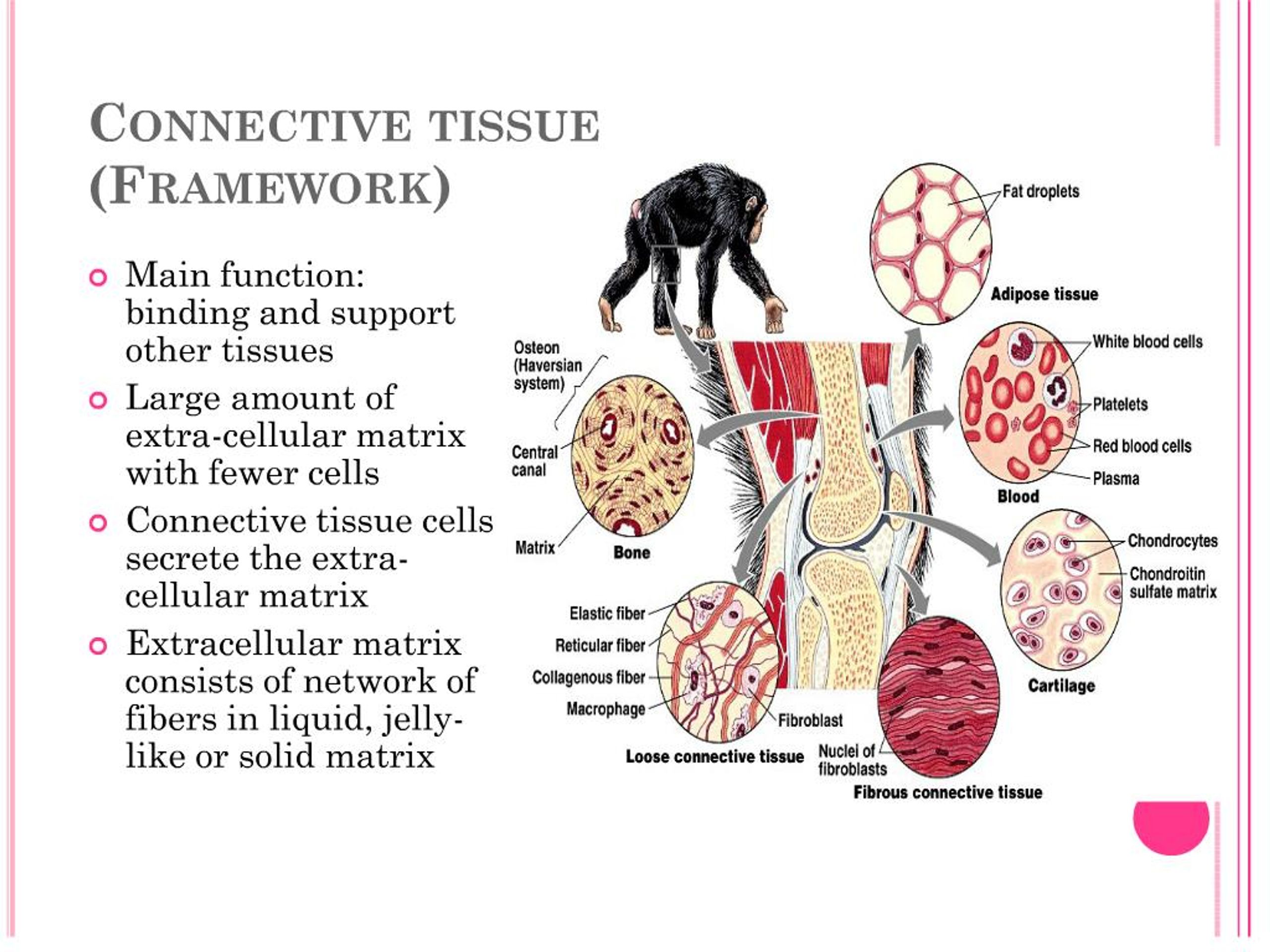 PPT - Four Types of Animal Tissues PowerPoint Presentation, free download -  ID:153401