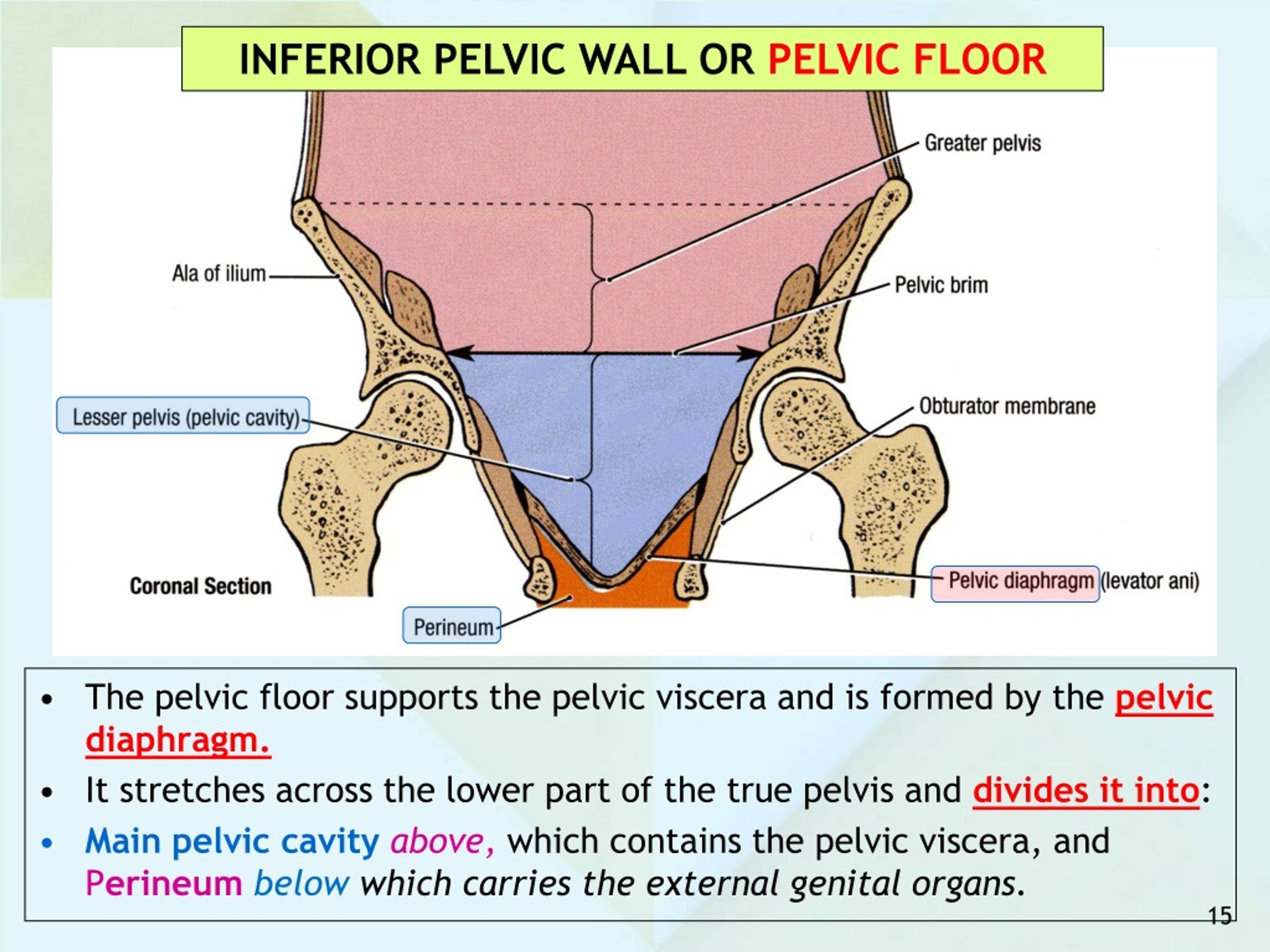 what is the pelvic presentation