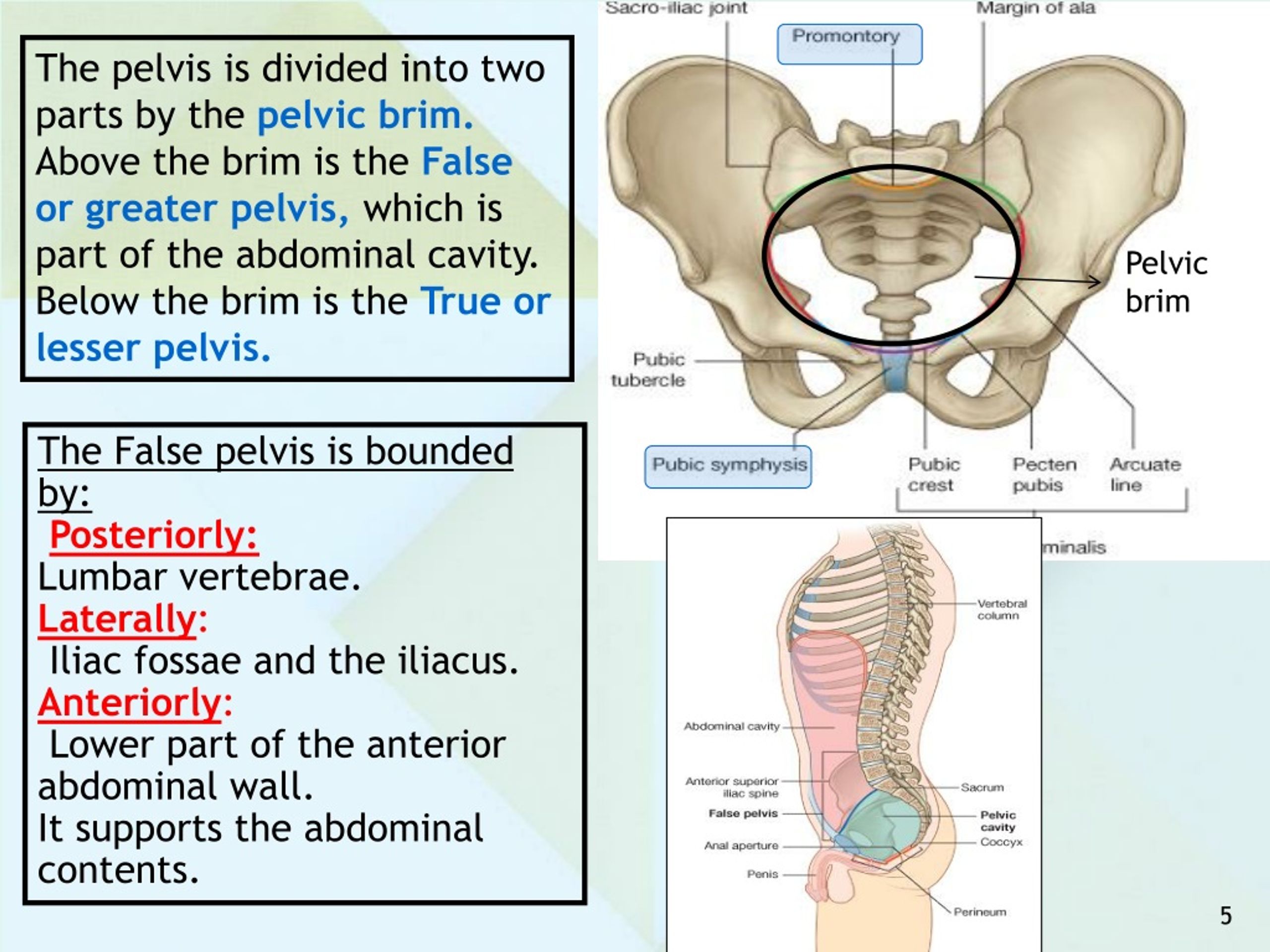 Pelvic Anatomy Female Pelvic Anatomy Bones The Lesser Or True