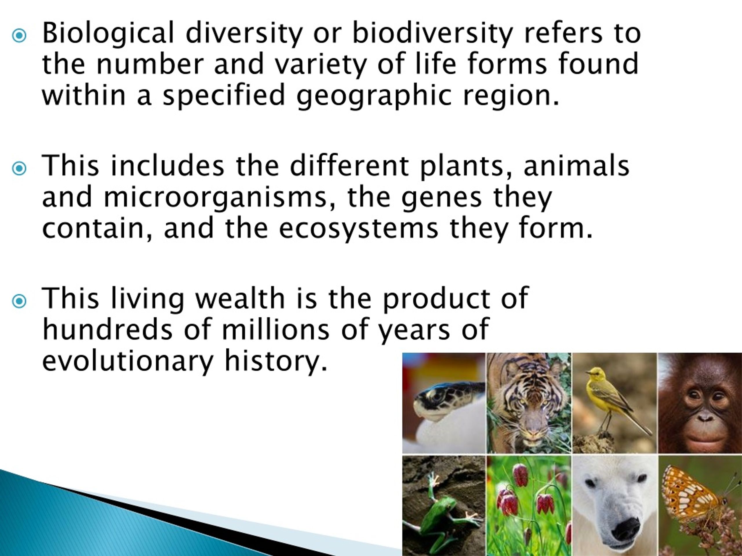 PPT Importance Of Biodiversity PowerPoint Presentation Free Download 