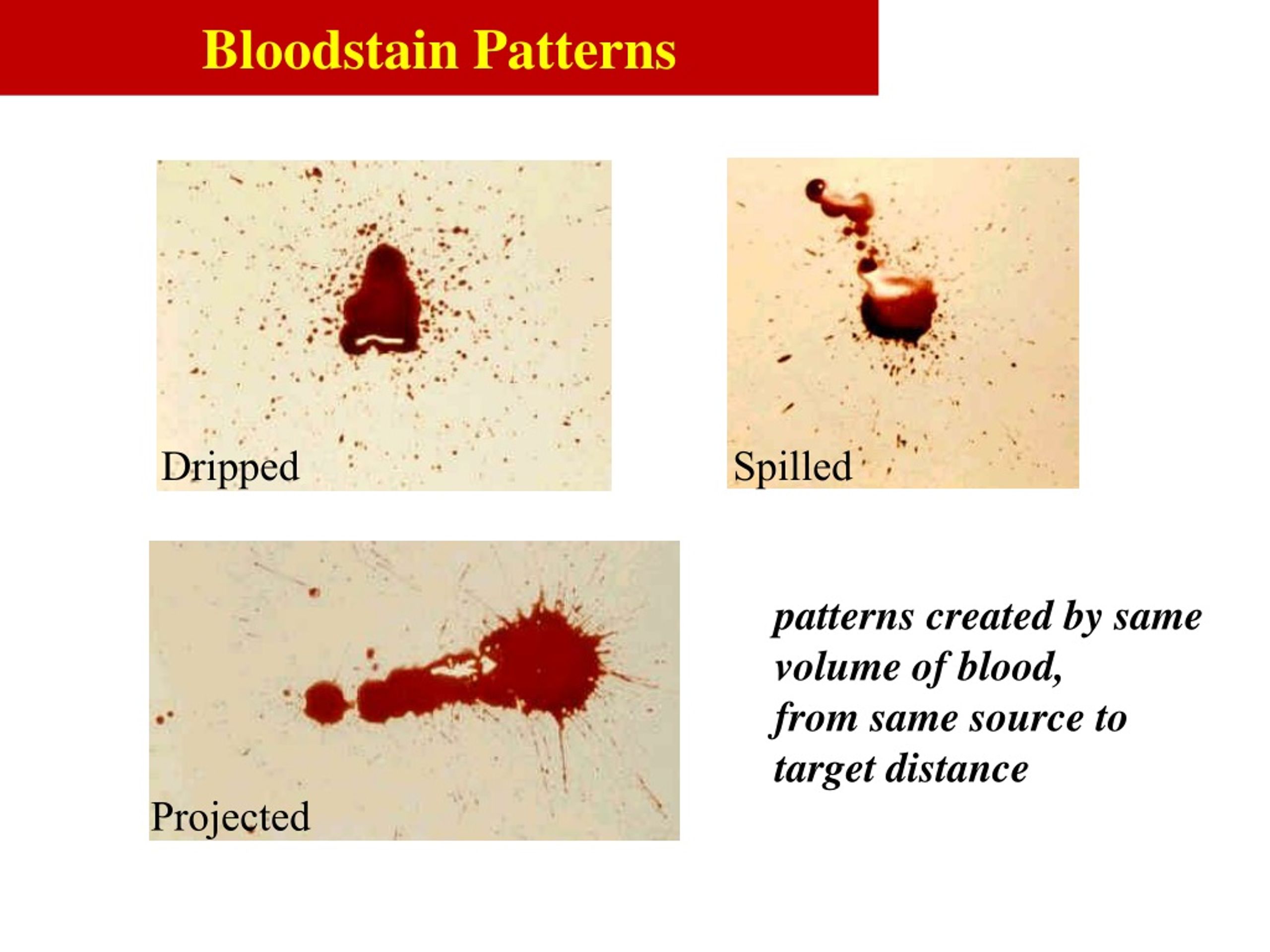 PPT Forensic Science Lab Activity PowerPoint Presentation, free