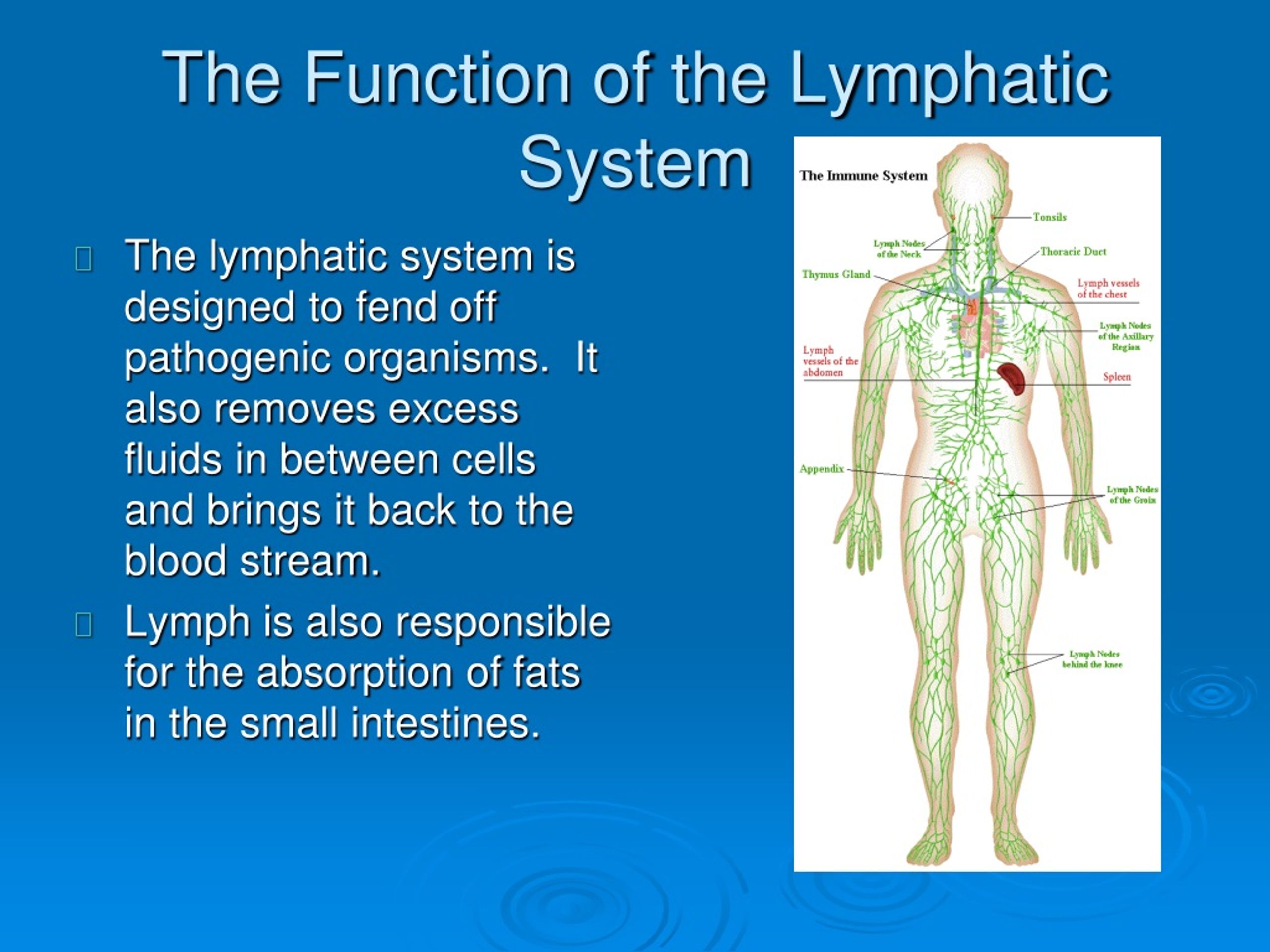 presentation lymphatic system ppt