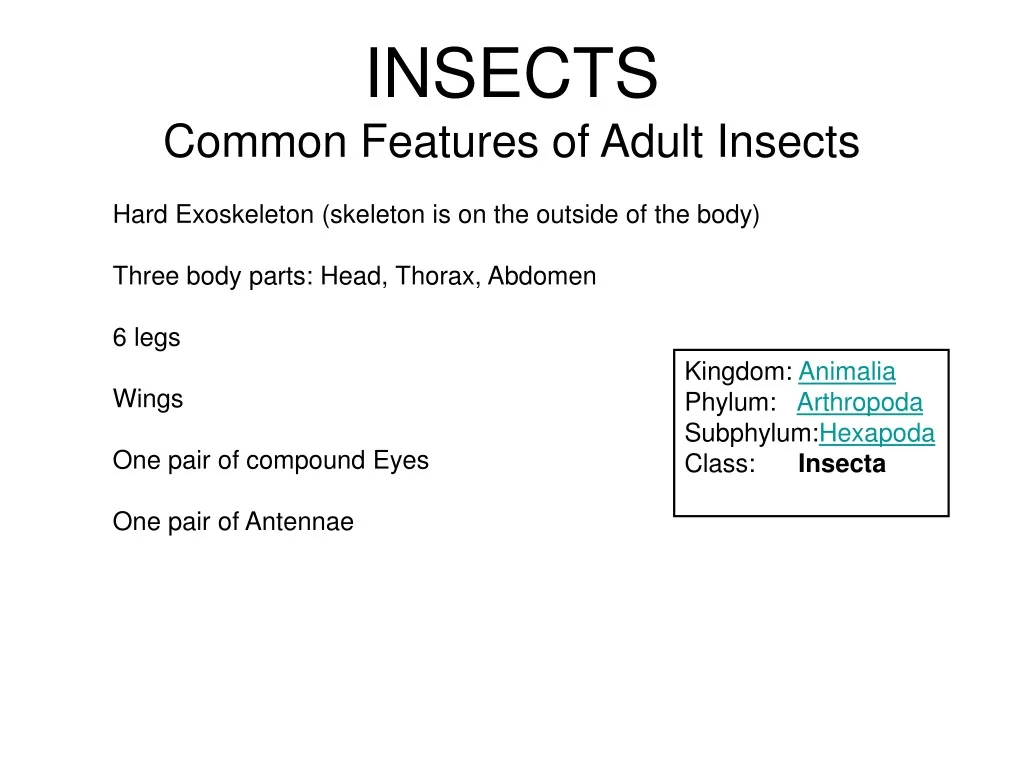 insects common features of adult insects hard n.