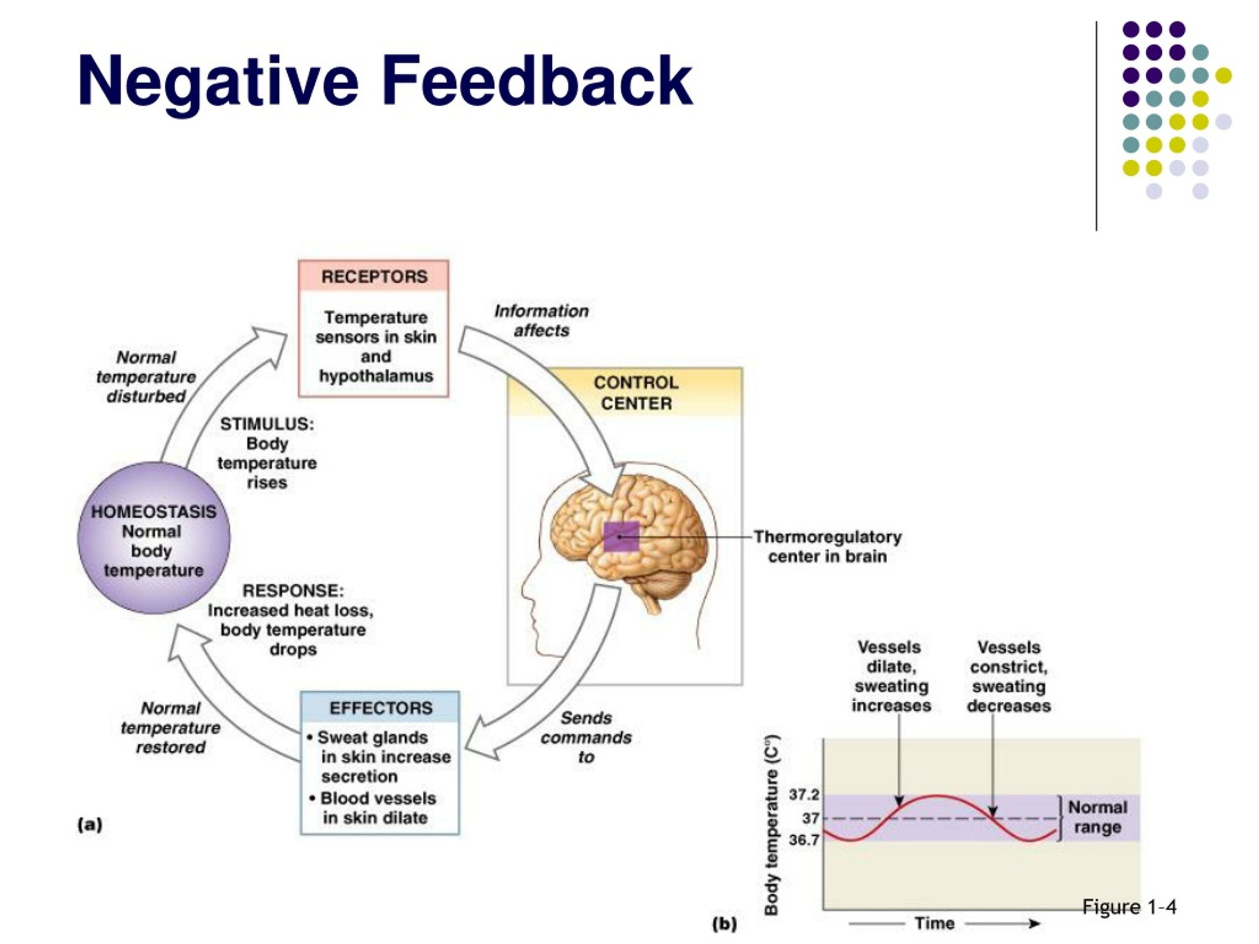 PPT Biology 241 Human Anatomy And Physiology 1 PowerPoint 