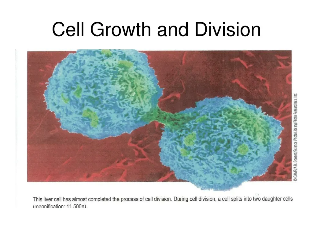 PPT - Cell Growth And Division PowerPoint Presentation, Free Download ...